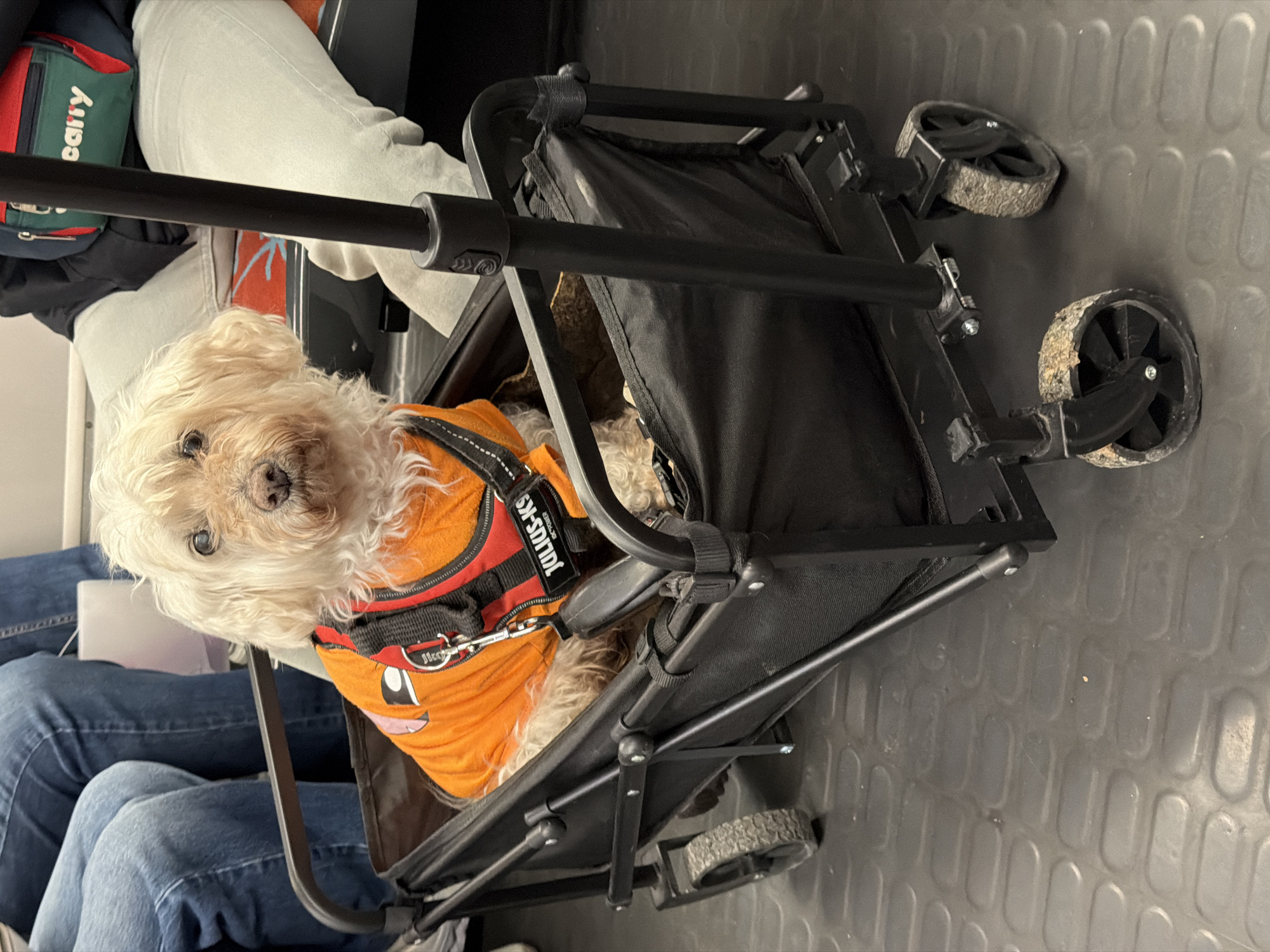 The image, taken with a vertical orientation and rotated 90 degrees clockwise from its natural upright position, captures a small, light-colored dog seated in a black pet stroller. The dog, likely a Maltese or similar breed with shaggy, light fur, is wearing an orange and black harness or vest. Visible text on the harness reads "JULIUS-K9" and "JK9". The dog looks directly at the camera with a calm expression.
The stroller has a black metal frame and fabric body, with two visible wheels appearing somewhat dirty. A prominent black metal bar runs horizontally across the upper third of the image.
Below the dog, the legs of two people are visible. One person wears light-colored pants and is partially obscured by the stroller frame, while the other wears blue jeans and holds a white object, possibly a phone or paper. Behind the person in light pants, a green and red bag or fanny pack is visible, with the word "carry" printed on it.
The floor is a dark gray, textured surface, possibly a rubber mat with a raised pattern, suggesting an indoor setting such as a public transport vehicle (like a bus or train) or a waiting area. The overall lighting is consistent with an indoor environment. No specific time of day or weather can be determined.