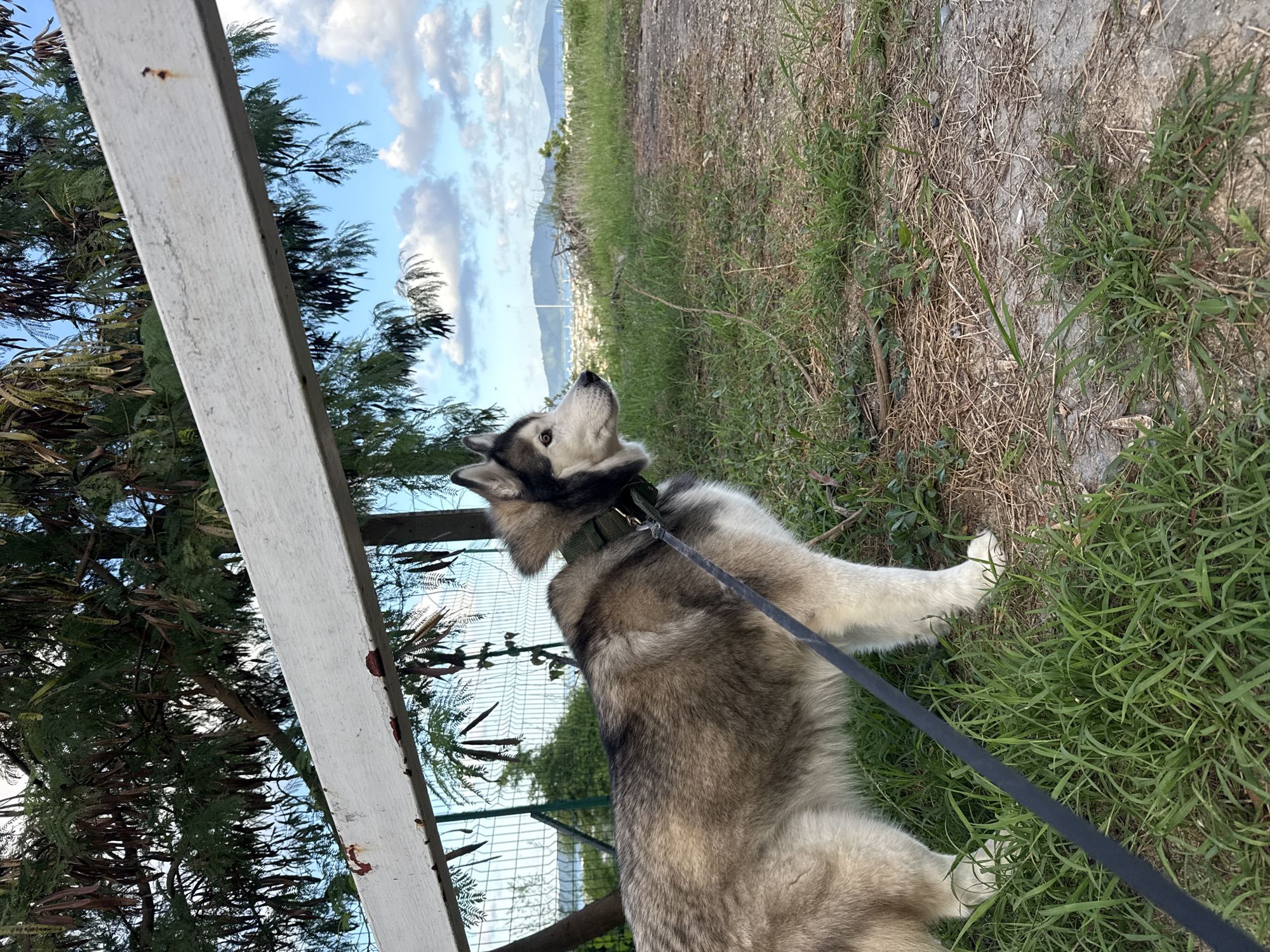 An adult Siberian Husky stands on a grassy path, facing right and looking into the distance. The dog is leashed and wears a green collar. A white wooden railing extends across the top of the frame, partially obscuring a view of green trees, a chain-link fence, and a hazy cityscape with hills in the background under a partly cloudy blue sky. The foreground consists of dry grass and patches of dirt. The scene appears to be an outdoor overlook in Chalong, Thailand.