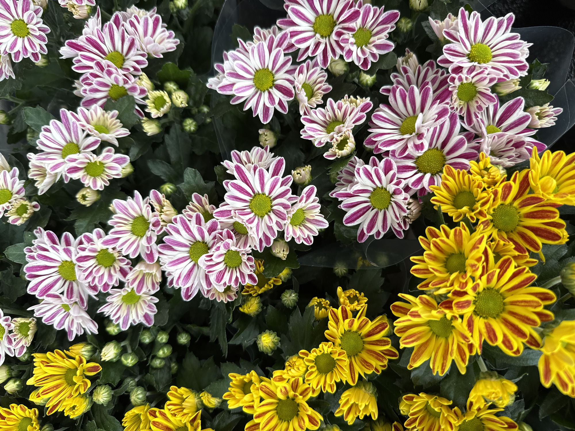 The image is a close-up, overhead shot of a cluster of vibrant chrysanthemums. The flowers are divided into two distinct color groups: bright yellow blooms with red-brown stripes and white blooms with striking magenta stripes. The centers of all the flowers are a bright, almost fluorescent green. Numerous buds, in various stages of development, are interspersed throughout the arrangement. The background consists of dark green foliage, providing a rich contrast to the colorful flowers. There are no people or signs of human activity visible in the image. The scene appears to be a botanical display, possibly in a flower shop or garden center. The specific location in the city of Bad Lauterberg im Harz, Germany, is not discernible from the image content itself.