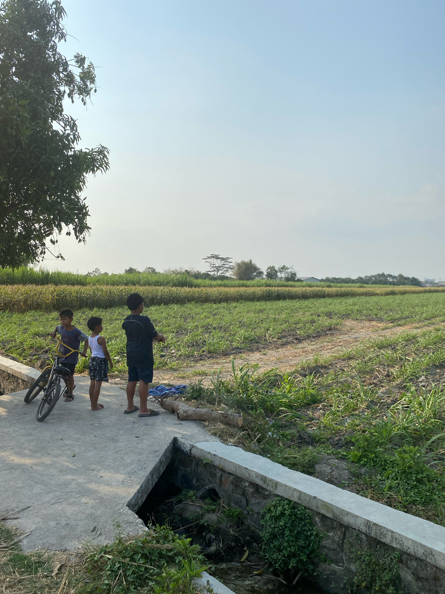 Three young boys are standing on a concrete bridge in a rural area, possibly on the outskirts of Kediri City, Indonesia. The boy on the left is holding onto a bicycle, while the other two boys are standing and looking out at a field of crops. The field is green and lush, with rows of plants stretching into the distance. A large tree with fruit hangs over the bridge on the left side of the image. The sky is clear and blue, with a hazy sun suggesting it may be late afternoon. The scene appears peaceful and idyllic, with the boys enjoying their time outdoors in nature.
