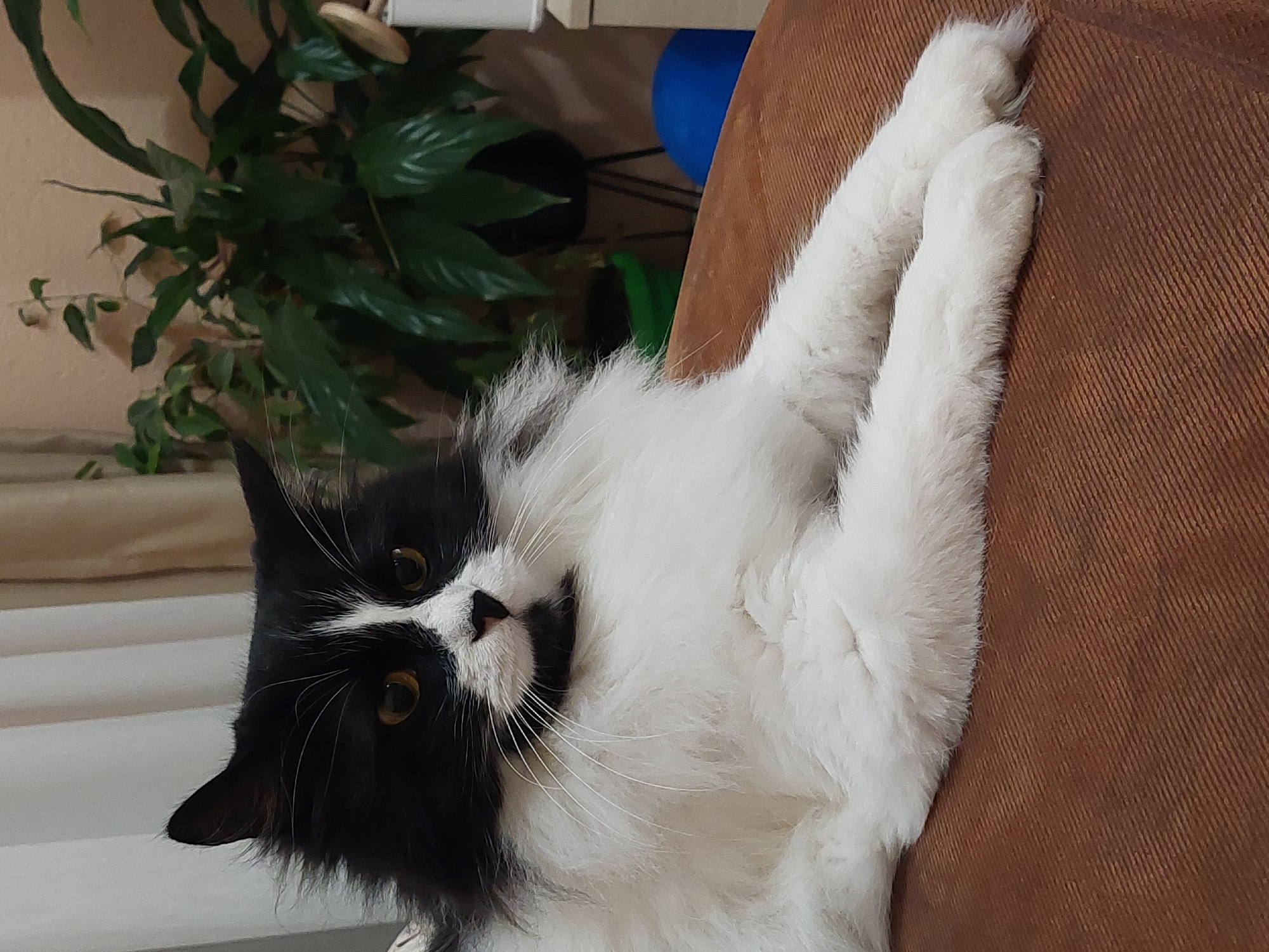 A black and white long-haired cat is lying on a brown fabric surface, possibly a couch or armchair. The cat is facing the viewer with its head tilted slightly. Its front paws are extended and crossed. Behind the cat is a potted green plant with large leaves and a blue ball. The location is unknown and there is no indication that this photo was taken in the city of Plovdiv, Bulgaria.