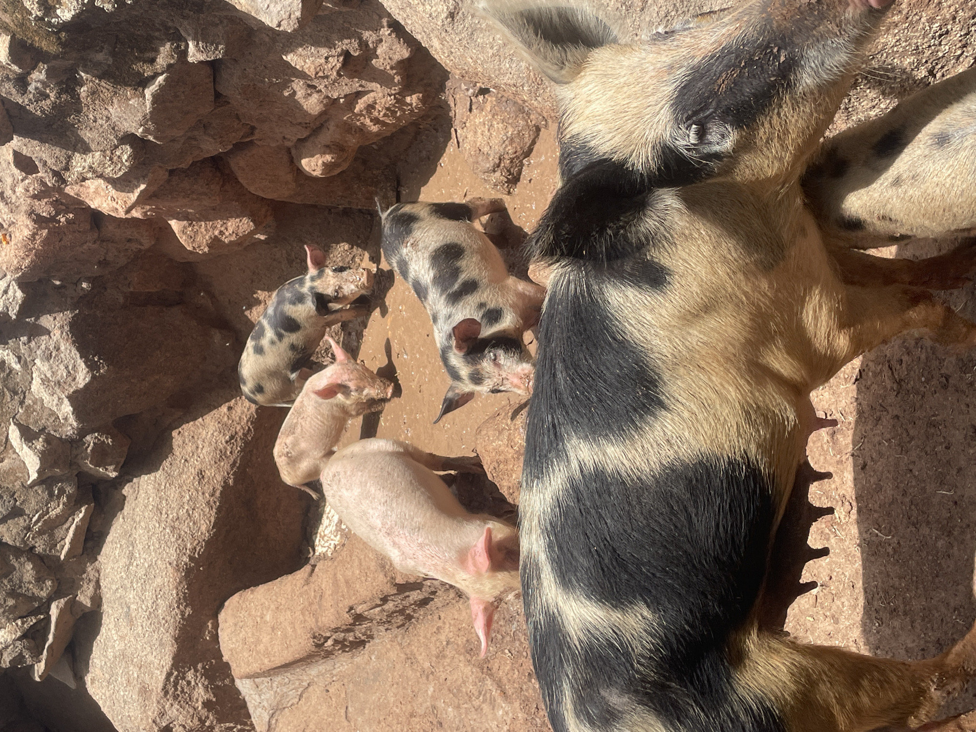 A high-angle outdoor shot shows a pig and four piglets in a rocky, muddy enclosure, potentially in a rural area such as Gura Top, Nigeria. The adult pig, largely black and beige spotted, is lying down on the right side of the image. Its head is oriented toward the top. Four piglets of varying colors (beige/pink and black spotted) are clustered around it. Some of them appear to be moving and in different positions. The background consists of uneven, rocky terrain, and patches of bare dirt/mud. The lighting appears to be bright and sunny, casting shadows that add depth to the scene. No people are visible.