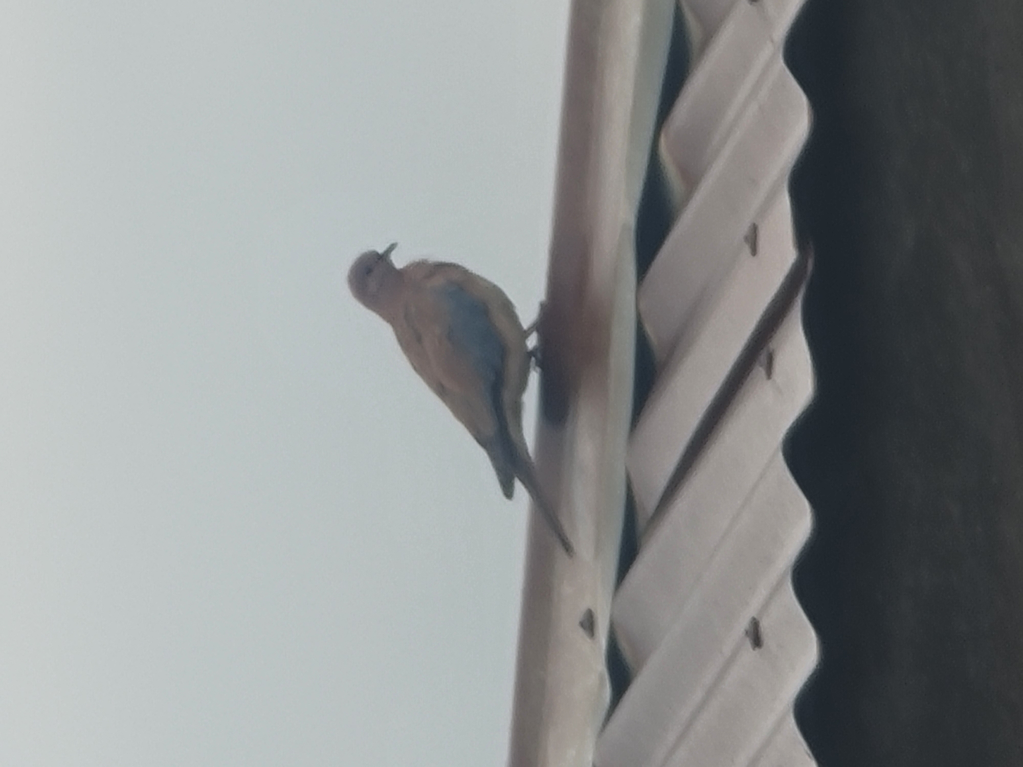 A solitary bird, appearing to be a dove, is perched on the peak of a corrugated metal roof. The bird faces to the right, with its head slightly lowered. The roof is metallic, with distinct ridges and a smooth, weathered surface. Below the main roofline, another section of dark, textured material is visible, possibly the underside of an eave or another building structure. The background is an overcast sky, a uniform pale gray, suggesting a cloudy or misty day. The scene is devoid of any human presence or other animals. The location appears to be an urban or suburban environment, given the man-made roofing materials, and is situated in Jos, Nigeria.