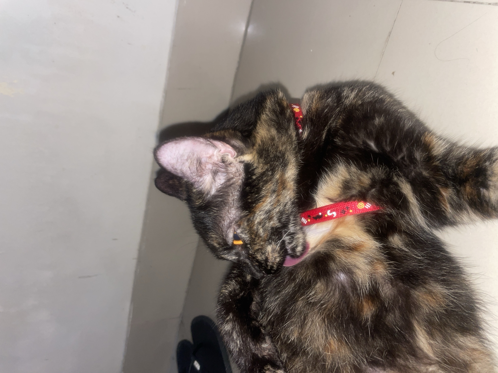 A tortoiseshell cat, exhibiting a distinct coat pattern of black, brown, and cream or orange patches, is captured mid-grooming. The cat is lying on a light-colored tiled floor, with light-colored walls in the background, suggesting an indoor setting in Denpasar, Indonesia. Its head is turned downwards, and its pink tongue is visible as it licks its fur. The cat has bright orange eyes and a pink inner ear.
Around its neck, the cat wears a red collar adorned with small, yellowish-gold circular or swirl-like patterns. Part of a dark-colored flip-flop or sandal is partially visible in the lower left corner of the frame. The lighting in the image appears to be artificial, casting some shadows but illuminating the cat sufficiently to show its details. The overall scene conveys a moment of calm and self-care by the feline. There is no discernible text visible on the collar or within the background.