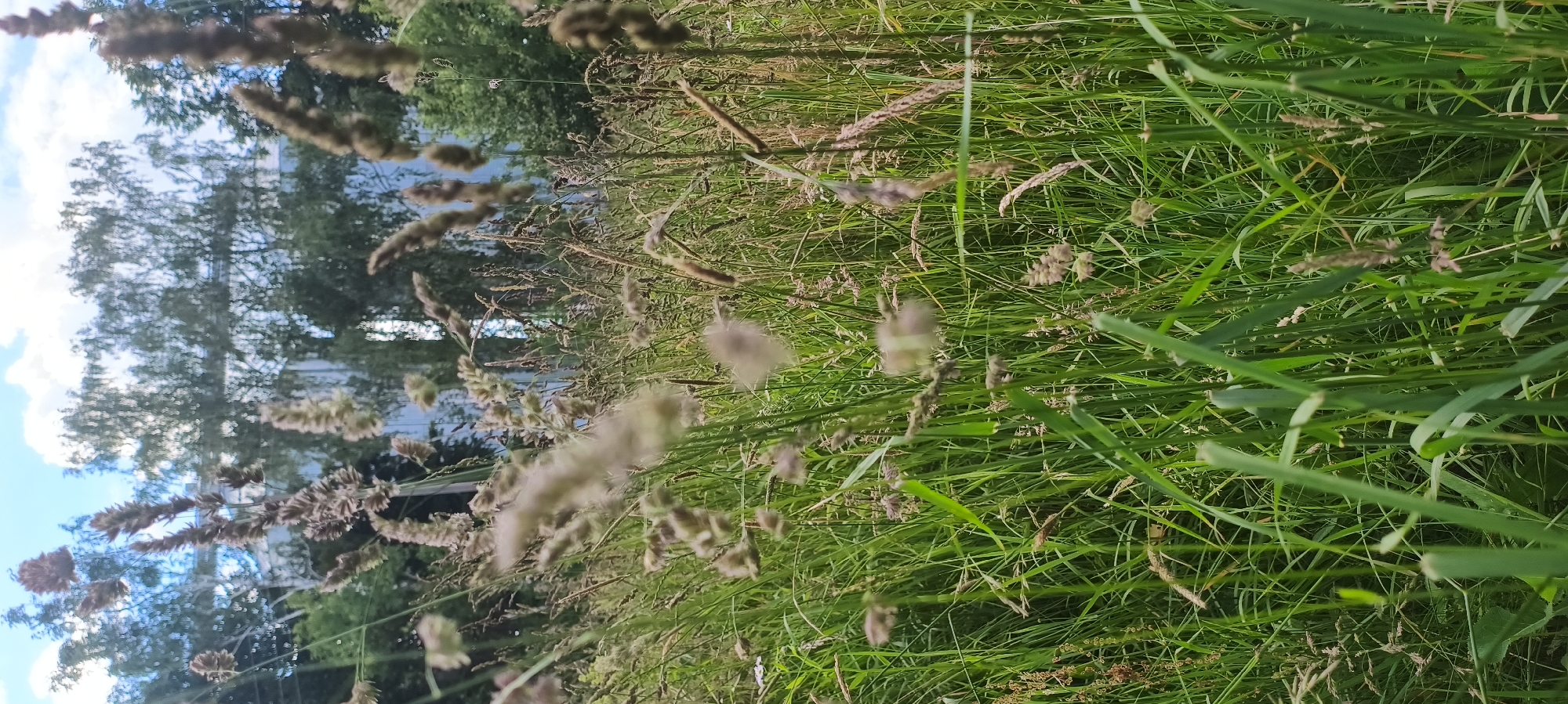 The image shows a close-up view of tall green grass and dried seed heads of grass. The background is blurred and suggests trees and a building or structure. The sky is visible in the upper part of the image with clouds. The scene is set outdoors in what appears to be a natural or semi-natural area. There are no people or specific identifiable objects in the foreground. The overall impression is one of a wild or overgrown grassy area.