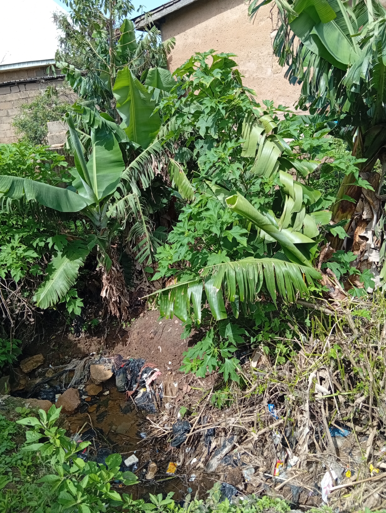 This image depicts a scene in Jos, Nigeria, featuring a natural environment heavily impacted by human waste. Lush green banana plants and other dense vegetation dominate the foreground and midground. A small stream or drainage ditch is visible, filled with a substantial amount of garbage. This waste includes black plastic bags, torn fabric, bottles, and other refuse, some of which is partially submerged in the murky water. The surrounding area is cluttered with dried branches and more scattered debris. In the background, a building with a tan-colored wall and a gray tiled roof is partially visible, suggesting a residential or built-up area adjacent to the overgrown natural space. The lighting suggests it is daytime.
