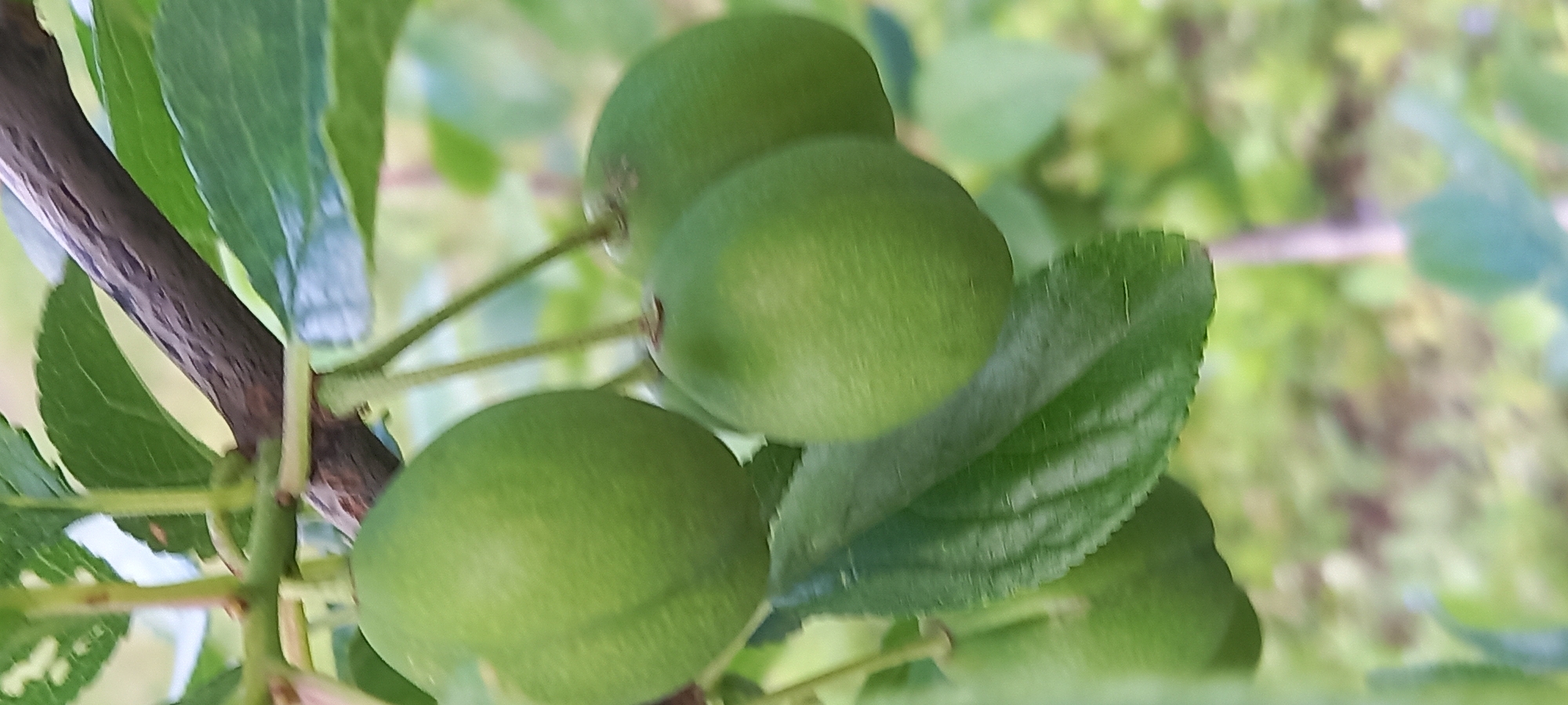 The image shows a cluster of unripe green plums growing on a tree branch. The plums are round and smooth, with a slightly fuzzy texture. They are clustered together, with several plums partially obscured by leaves. The leaves are green, oval-shaped, and have serrated edges. The branch is brown and has a rough texture. The background is blurred, suggesting that the focus is on the plums and leaves. The location in the city of Kryvyi Rih, Ukraine is not identifiable in the image.