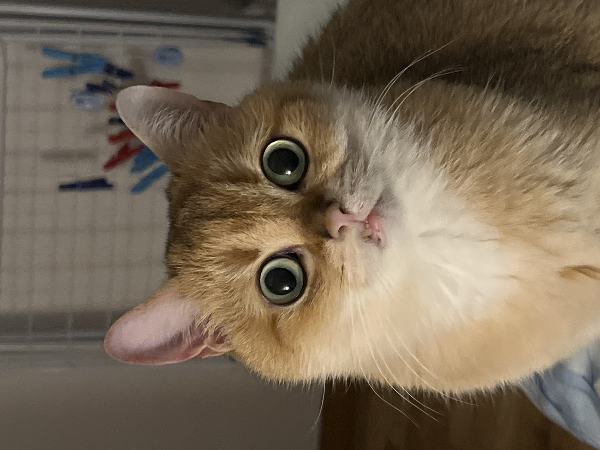 A close-up, rotated image shows a golden-colored cat with large, round, green eyes. The cat has a light-colored chin and whisker pads with long, white whiskers. The background is blurred, showing a gray surface with some blue and red shapes, and a hint of blue fabric. The location is unknown.
