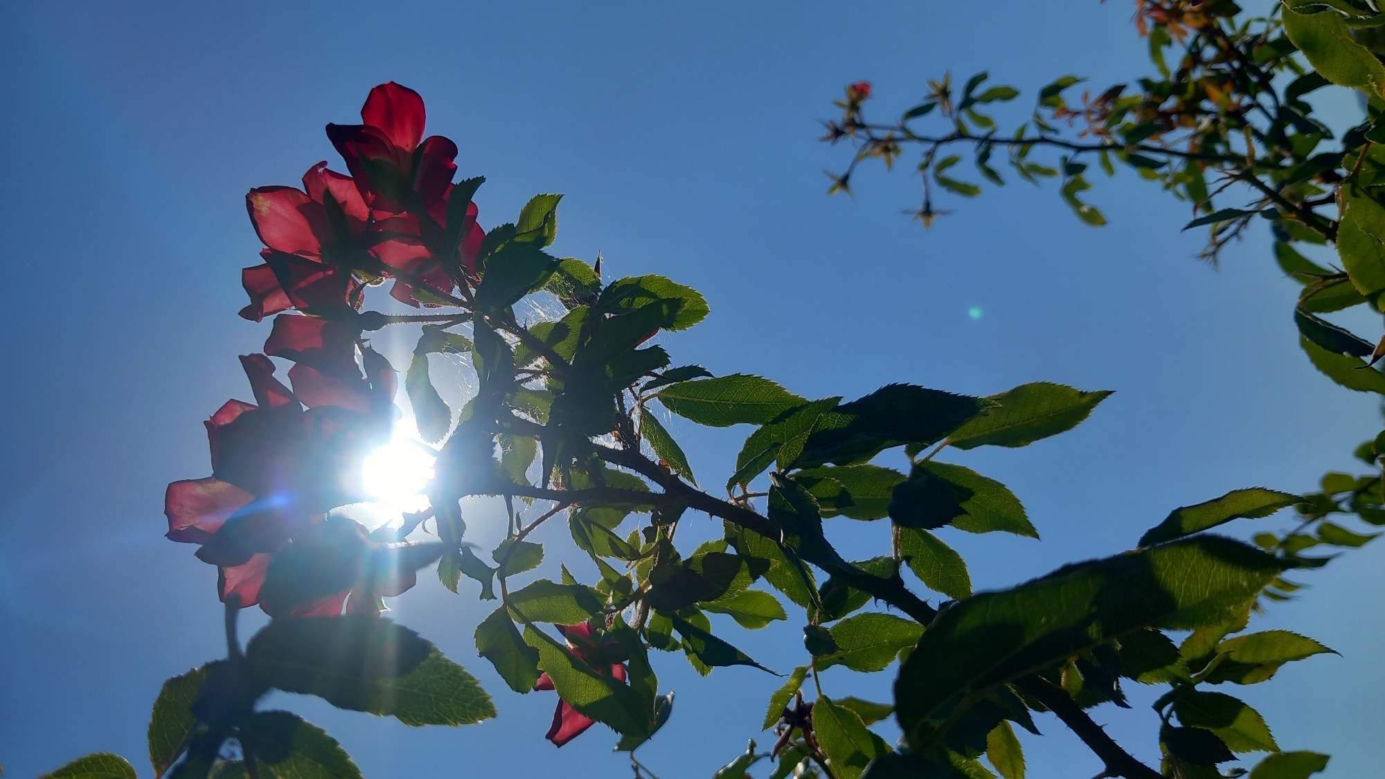 A low-angle, close-up shot captures a rose bush branch against a clear blue sky. The sun is prominently positioned behind the flowers, creating a lens flare effect that highlights the petals and leaves. Several dark red roses are visible at the top of the branch, their forms partially obscured by the bright light. Green leaves, some backlit by the sun, extend along the branch, with visible thorns. In the background, another smaller, less developed rose bush is visible, also silhouetted against the sky. The image appears to be taken outdoors in a natural setting, likely a garden, and there are no people or animals present. The overall impression is one of a bright, sunny day, with the sun's rays filtering through the foliage. There is no information to indicate this image was taken in Άγιος Νεκτάριος, Greece.