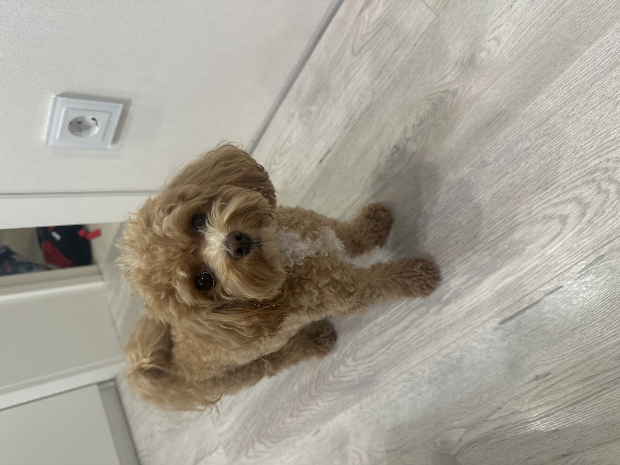 A light brown poodle stands on a light wood-grain floor in an indoor setting. The dog is facing the camera with its head tilted slightly. A white electrical outlet is visible on a white wall in the background, to the right of the dog. The background also shows a doorway and a blurred glimpse of a red and black bag. The lighting appears to be artificial, casting soft shadows. The overall scene suggests a residential interior. The image is a photograph.