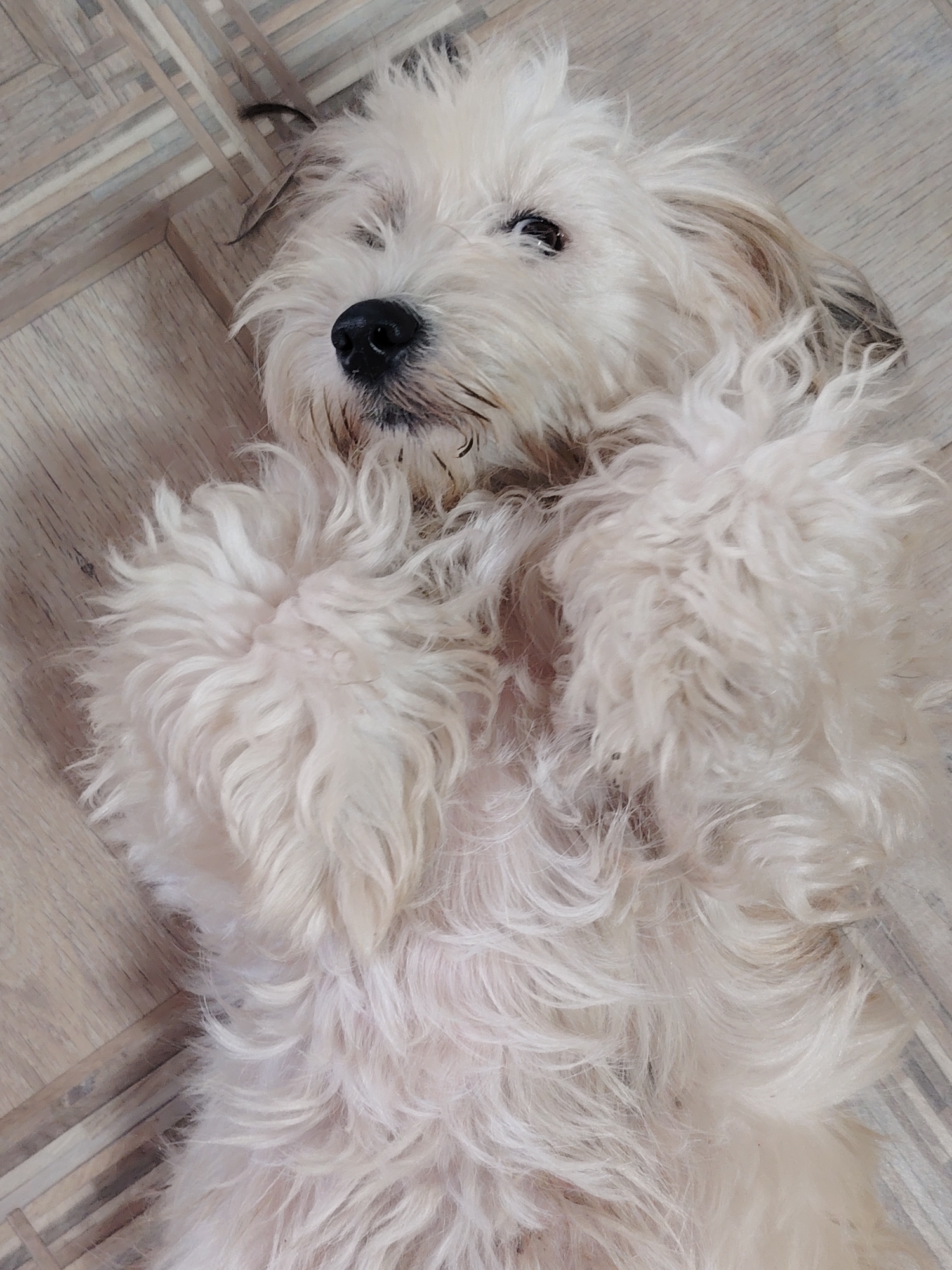 A cream-colored, shaggy dog lies on its back on a light brown wooden floor. The dog's fur is long and appears somewhat matted in places, particularly around its face and belly. Its paws are raised and bent towards its chest. The dog's eyes are partially closed, and its nose is black. The background consists of wooden planks arranged diagonally. The image was taken indoors, likely in a residential setting. There is no discernible urban environment visible in the image, making it impossible to specify a location within Rostov-on-Don, Russia.