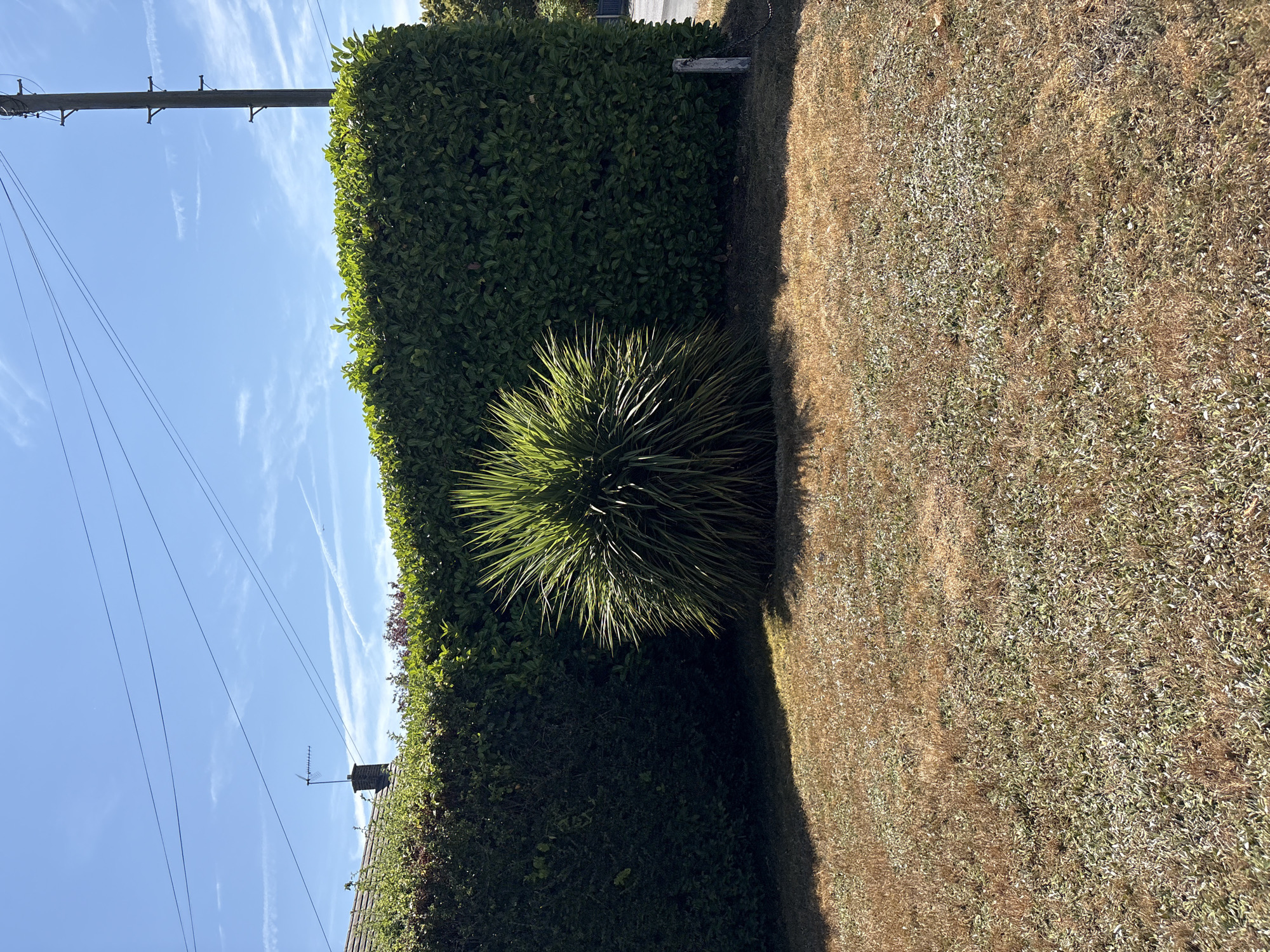 A sunny, wide-angle shot captures a suburban front yard with a large, dense green hedge dominating the background. In front of the hedge, a spiky, spiky plant with long, green leaves stands out. The lawn in the foreground is dry and brown, with patches of green weeds. Overhead, a bright blue sky is crossed by thin white contrails and the dark lines of overhead wires. A utility pole stands to the right of the frame. The scene appears to be from a residential area in Chelmsford, United Kingdom, given the style of the hedge and the presence of overhead wires commonly found in British suburbs.