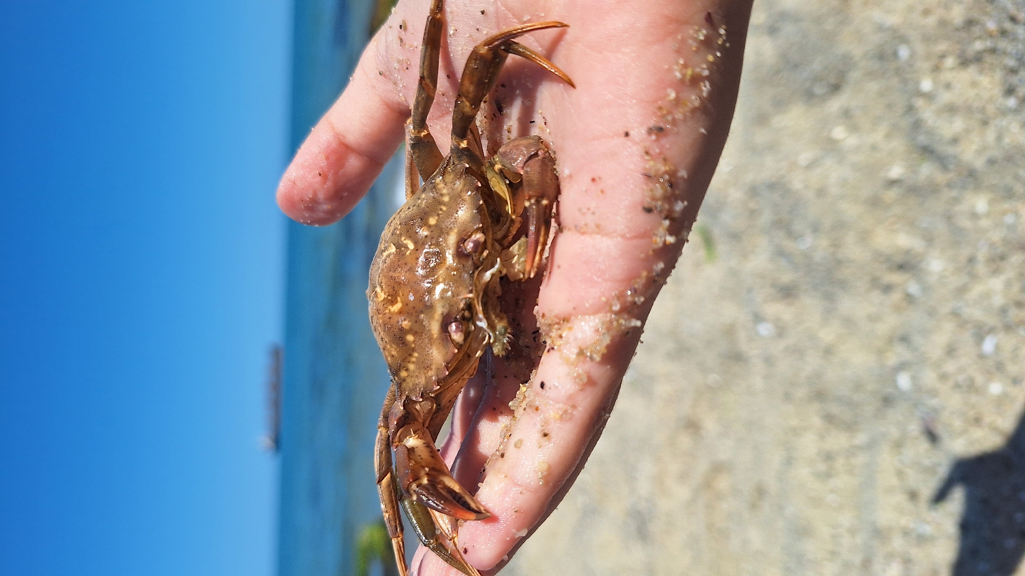 A close-up, vertical, eye-level shot shows a person's palm on a sandy beach holding a small, brown crab. The crab is positioned on the palm facing left, with its legs extended. Grains of sand cling to the crab's shell and the person's skin. The background is blurred, with the sea and a clear blue sky visible. A distant ship is faintly visible on the horizon over the water. The scene appears to be in the city of Varna, Bulgaria.