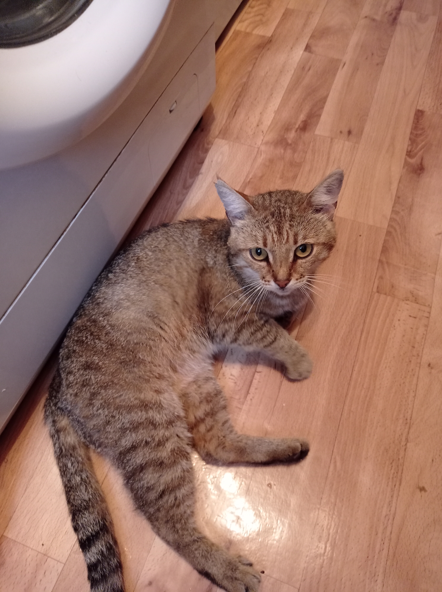A tabby cat with green eyes lies on a wooden floor next to a white appliance, possibly a washing machine. The cat is facing the camera, with its head slightly tilted. Its body is partially curled, and its paws are visible. The wooden floor has a light brown, slightly reddish hue, with distinct plank lines and visible grain patterns. The appliance is off-white and curved, with a seam visible along its edge. The scene appears to be indoors, in a domestic setting. There is no indication of the location being in the city of Degtyarsk, Russia, or any specific city.