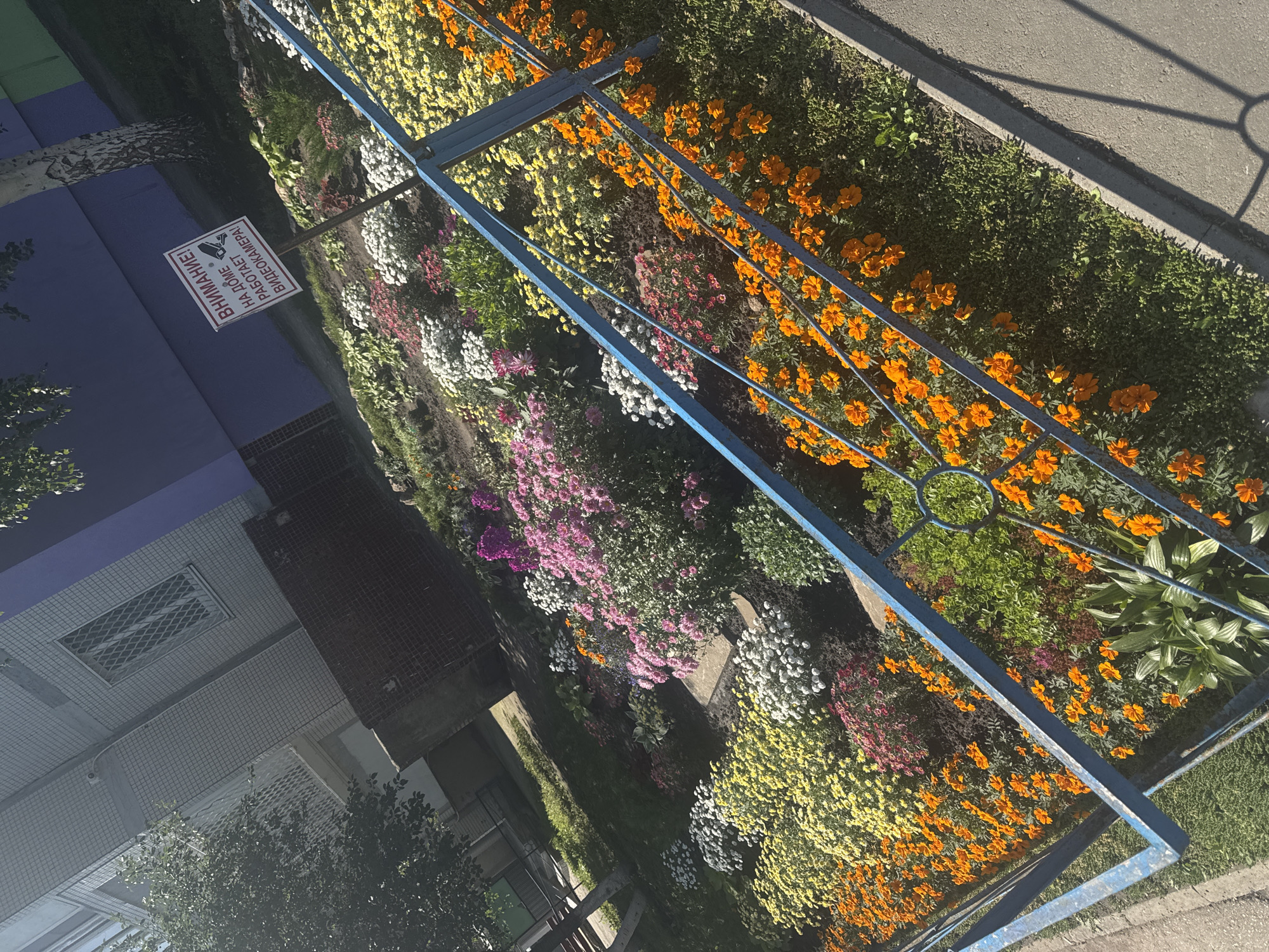 The image captures a vibrant flowerbed in front of a building in Tolyatti, Russia. The flowerbed is densely planted with a variety of flowers in shades of orange, yellow, white, pink, and purple. Orange marigolds are prominently displayed in the foreground, bordering a blue metal fence. Behind them, clusters of yellow and white chrysanthemums, along with pink and purple flowers, create a colorful tapestry. A sign is visible in the background, mounted on a pole, which reads "ВНИМАНИЕ! НА ДОМЕ РАБОТАЕТ ВИДЕОКАМЕРА!" (ATTENTION! A VIDEO CAMERA IS OPERATING ON THE BUILDING!). The building itself appears to be a multi-story residential structure with light-colored tiled siding and a blue upper section. A tree with a patterned trunk stands to the right of the sign. The scene is illuminated by bright sunlight, casting shadows. The ground is a mix of dark soil and green grass, with a paved area visible at the bottom right of the frame. The perspective suggests the photo was taken from a slightly elevated angle.