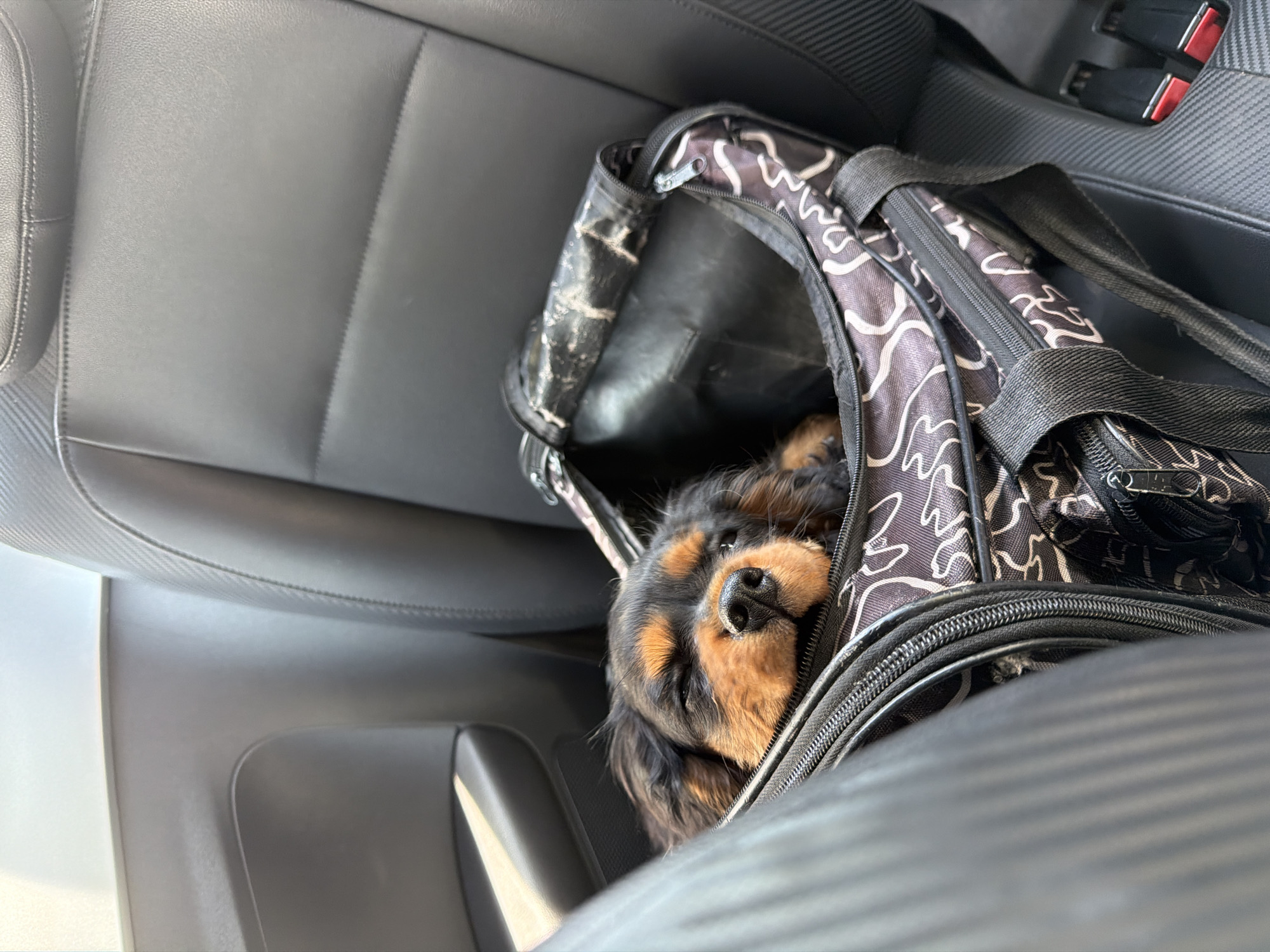 A black and tan Cavalier King Charles Spaniel dog rests inside a black and white patterned pet carrier. The carrier sits on the passenger seat of a car. The scene is likely inside the city of Puebla, Mexico.