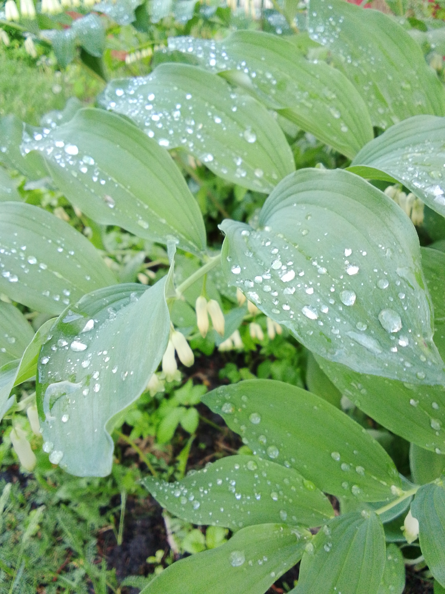 The image shows a close-up of Solomon's Seal plants, likely outdoors. The leaves are green and covered in water droplets. There are also visible small, cream-colored, bell-shaped flowers hanging from the plant. Other greenery and hints of bare earth are visible in the background. There is no direct indication of Snopok Novyi, Russia in the image. The scene appears to be a natural setting, like a garden or wooded area. No people are visible, the scene focuses on the foliage.