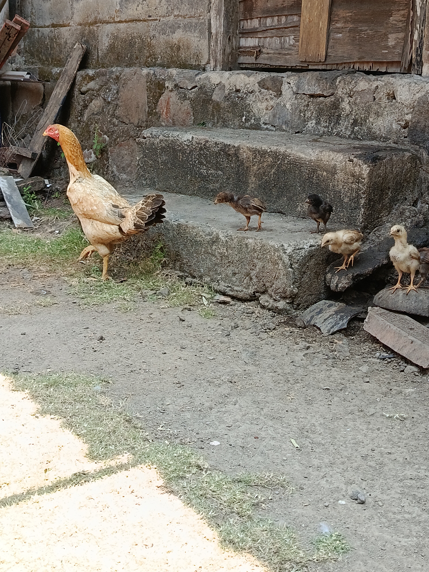 A hen with light brown and black feathers stands on the left side of the image, facing left. It has one leg raised. Behind the hen, a rough stone wall and weathered wooden doors form a backdrop. Several small chicks are scattered on and around a rough stone staircase to the right of the hen. One chick is a dark brown, two are lighter brown and tan, and another is very pale yellow. The ground in the foreground is a mix of dirt and sparse green grass. The scene appears to be an outdoor domestic setting in Kemiri, Indonesia.
