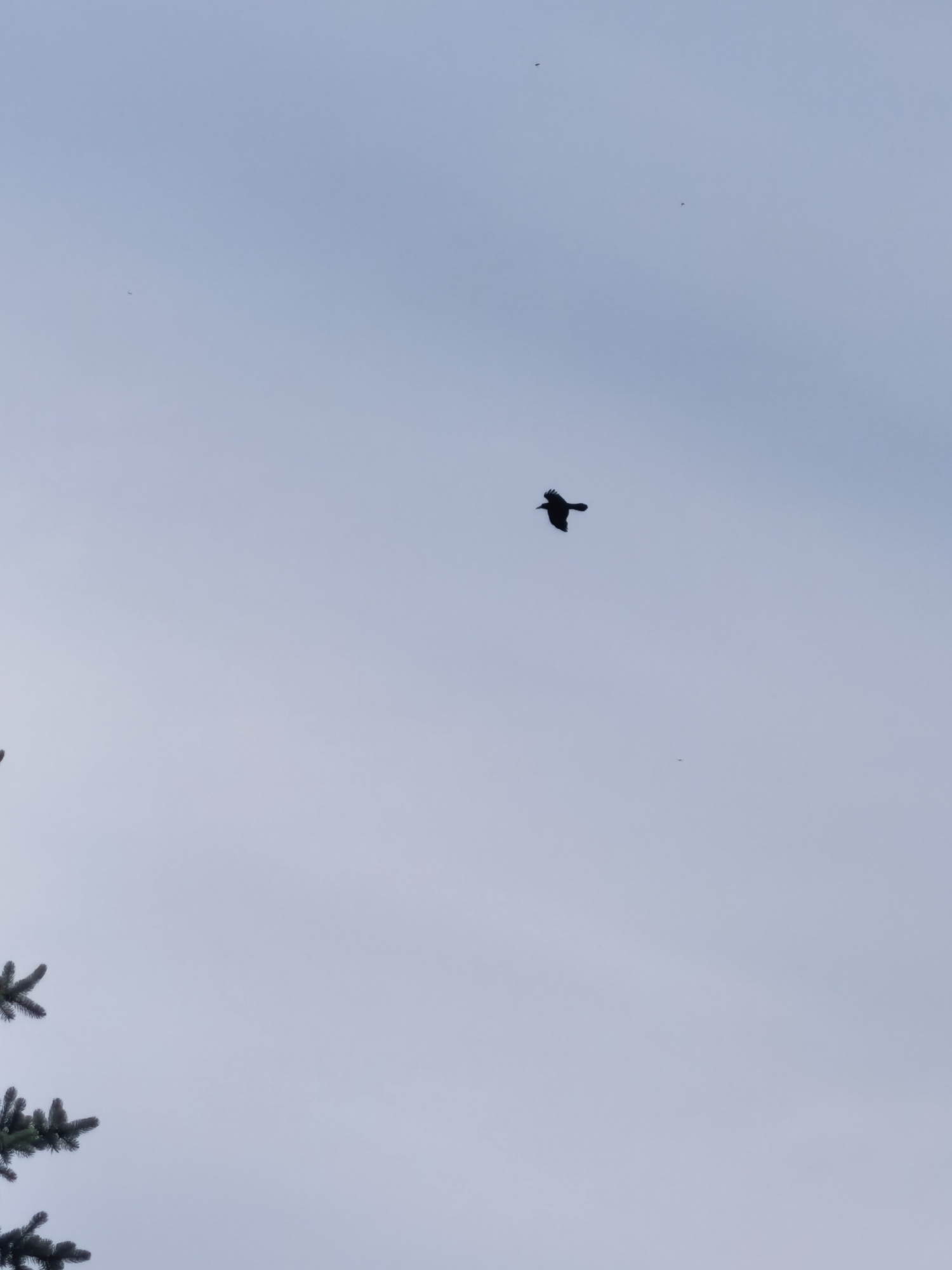 A crow is flying in the sky. A branch of a coniferous tree is visible in the lower left corner of the image.