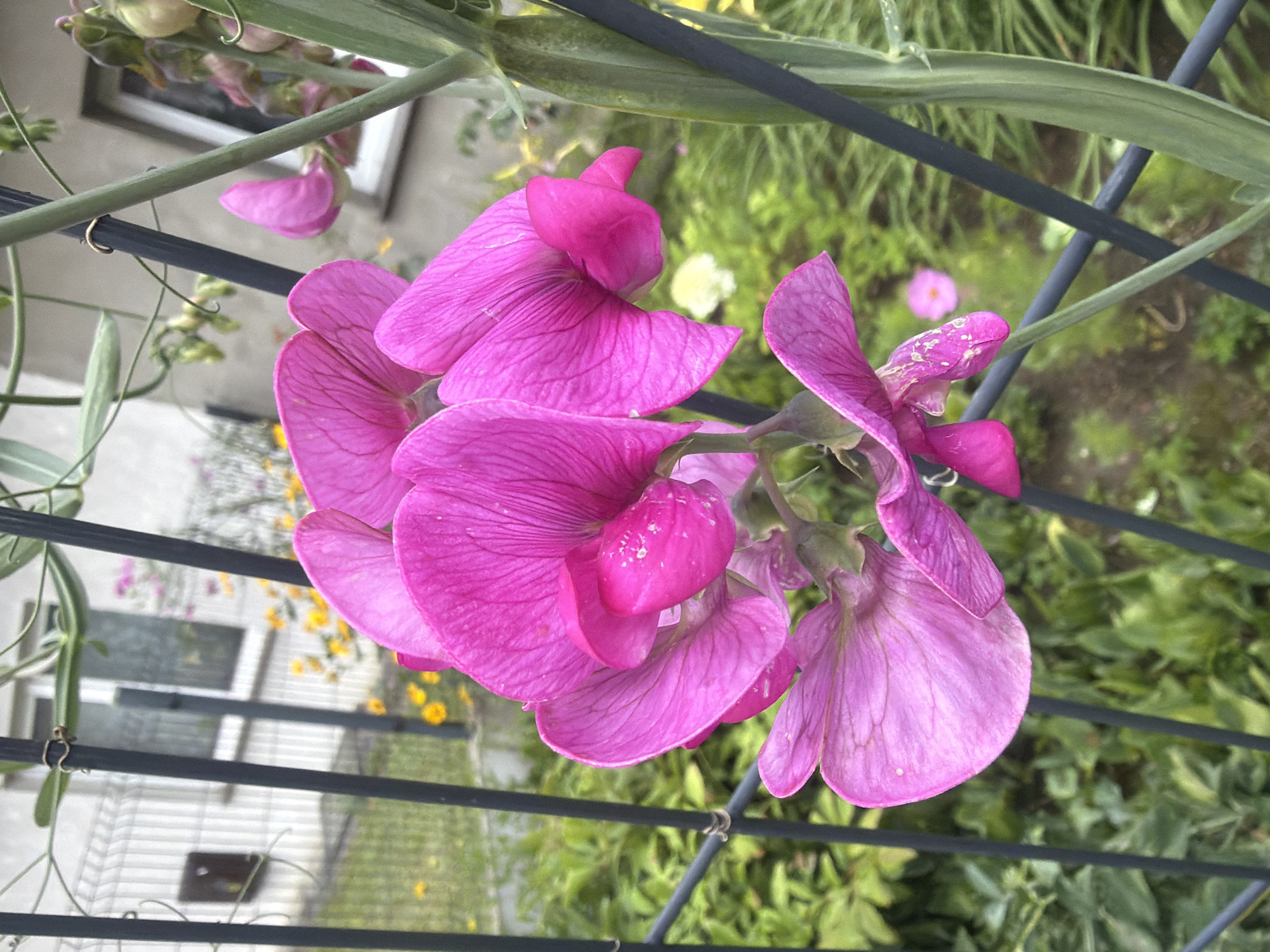 This is a close-up, eye-level, outdoor, vertical, medium shot of a cluster of vibrant pink sweet pea flowers climbing a black metal trellis in a garden. The flowers are in various stages of bloom, with some fully open and others still developing. The petals are delicate and textured, with visible veins. The stem and leaves of the plant are a vibrant green.
In the background, the scene depicts a residential area in Szczecin, Poland. A white metal fence runs along the property line, behind which a light-colored building with a white-framed window can be seen. The building appears to be a typical house or apartment block. Further back, more greenery and a few scattered yellow flowers are visible. The overall environment suggests a well-maintained urban garden. No people are present in the image. The lighting indicates it is daytime, with the sun providing natural illumination.