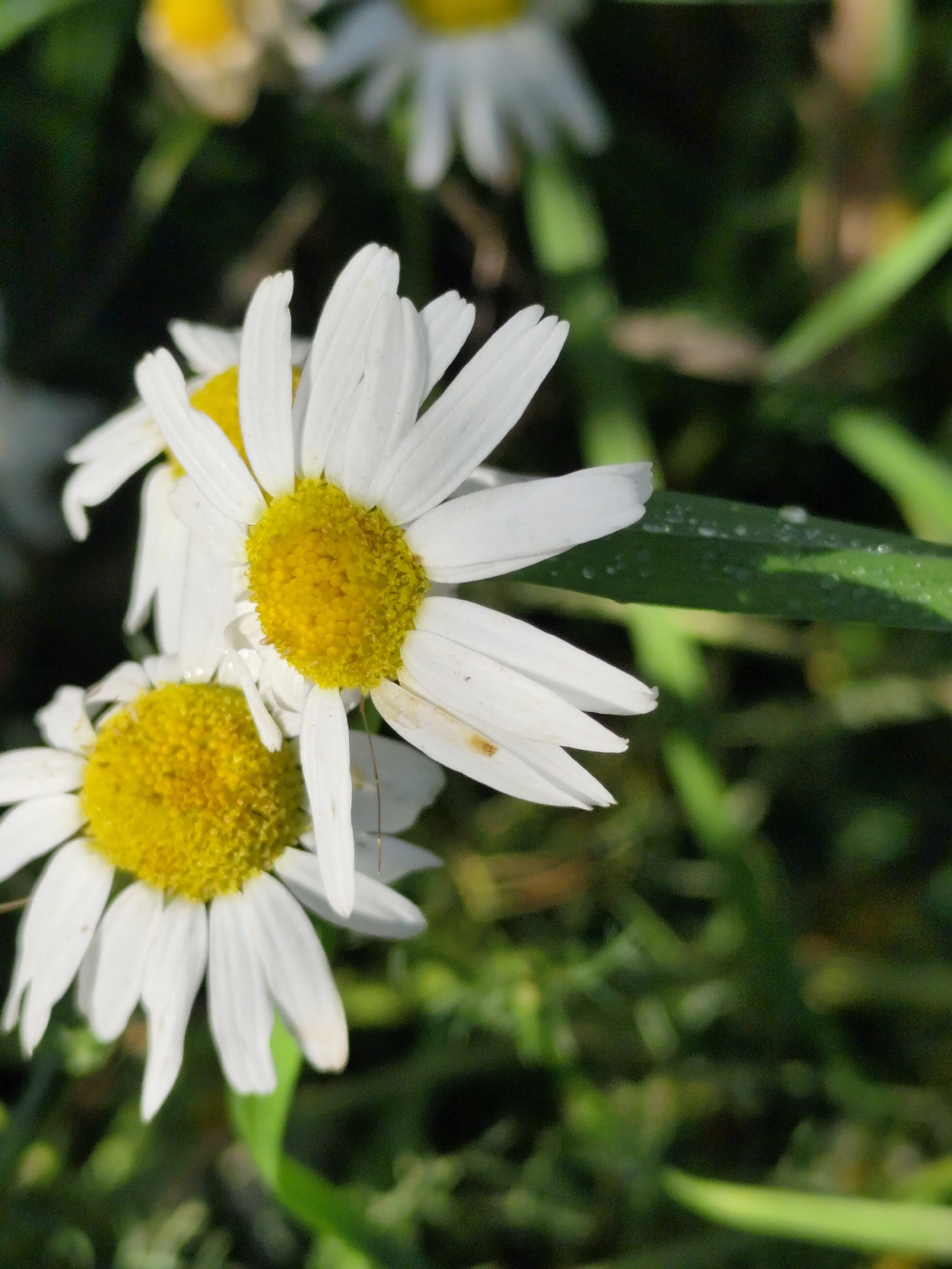 The image shows a close-up view of several white daisies with yellow centers, set against a blurred green background of grass and foliage. The daisies are in focus, with visible water droplets on some of the petals and leaves, suggesting a recent rain or dew. The scene appears to be an outdoor natural setting, possibly a meadow or garden. The location specified, Барлакский, Russia, is a rural settlement, consistent with the natural environment depicted. There are no people or human activity visible in the image.