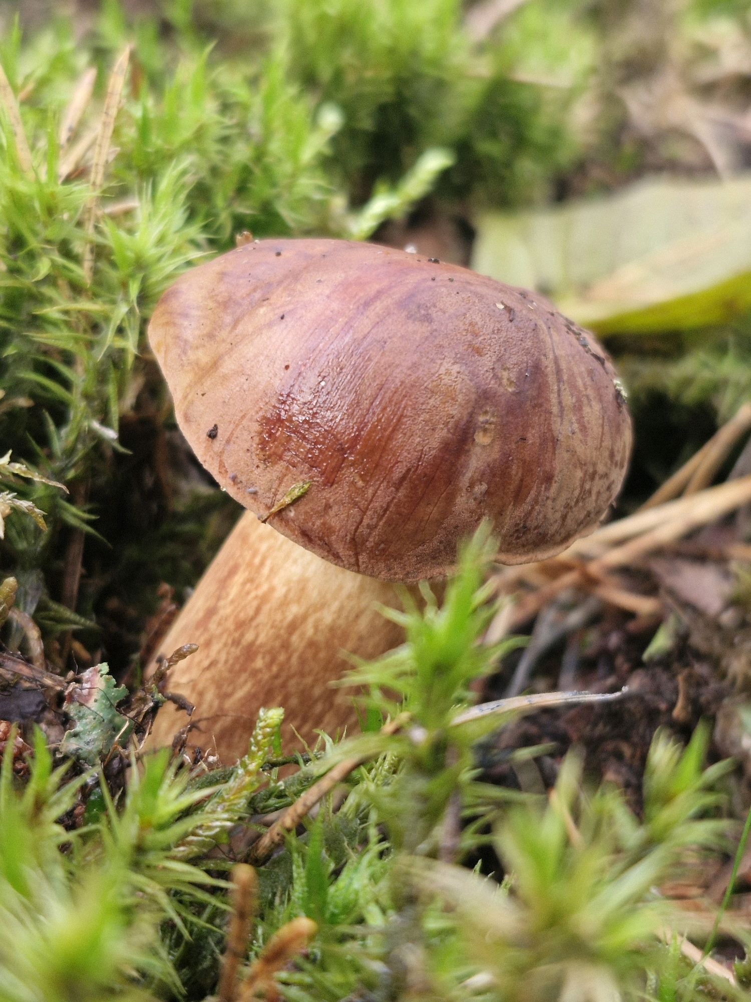 A close-up, low-angle shot shows a brown mushroom growing amidst vibrant green moss and other forest floor detritus. The mushroom's cap is smooth and slightly glossy, with subtle striations visible. Its stem is thick and lighter brown, tapering downwards. The surrounding moss is lush and appears damp, with some blades of grass or other small plants interspersed. The background is softly blurred, hinting at a natural woodland environment, likely in the vicinity of Šernai, Lithuania. There are no people or animals visible in the frame, and no discernable actions or interactions are occurring. The focus is entirely on the solitary mushroom and its immediate environment.