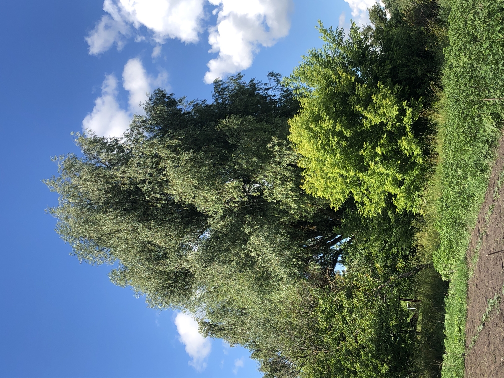 The image depicts a lush green landscape under a bright blue sky dotted with fluffy white clouds. Dominating the scene are several large trees with dense foliage, one of which has a silvery-green hue and appears to be swaying gently, possibly in a breeze. To the right, a patch of tilled dark soil suggests a garden or cultivated area, bordered by vibrant green vegetation. The overall impression is one of a serene, natural setting, likely a rural or park-like environment. The time of day appears to be daytime, given the bright sunlight illuminating the scene and casting clear shadows. The weather seems pleasant and fair. There is no visible text in the image. The scene evokes a sense of peace and natural beauty.
