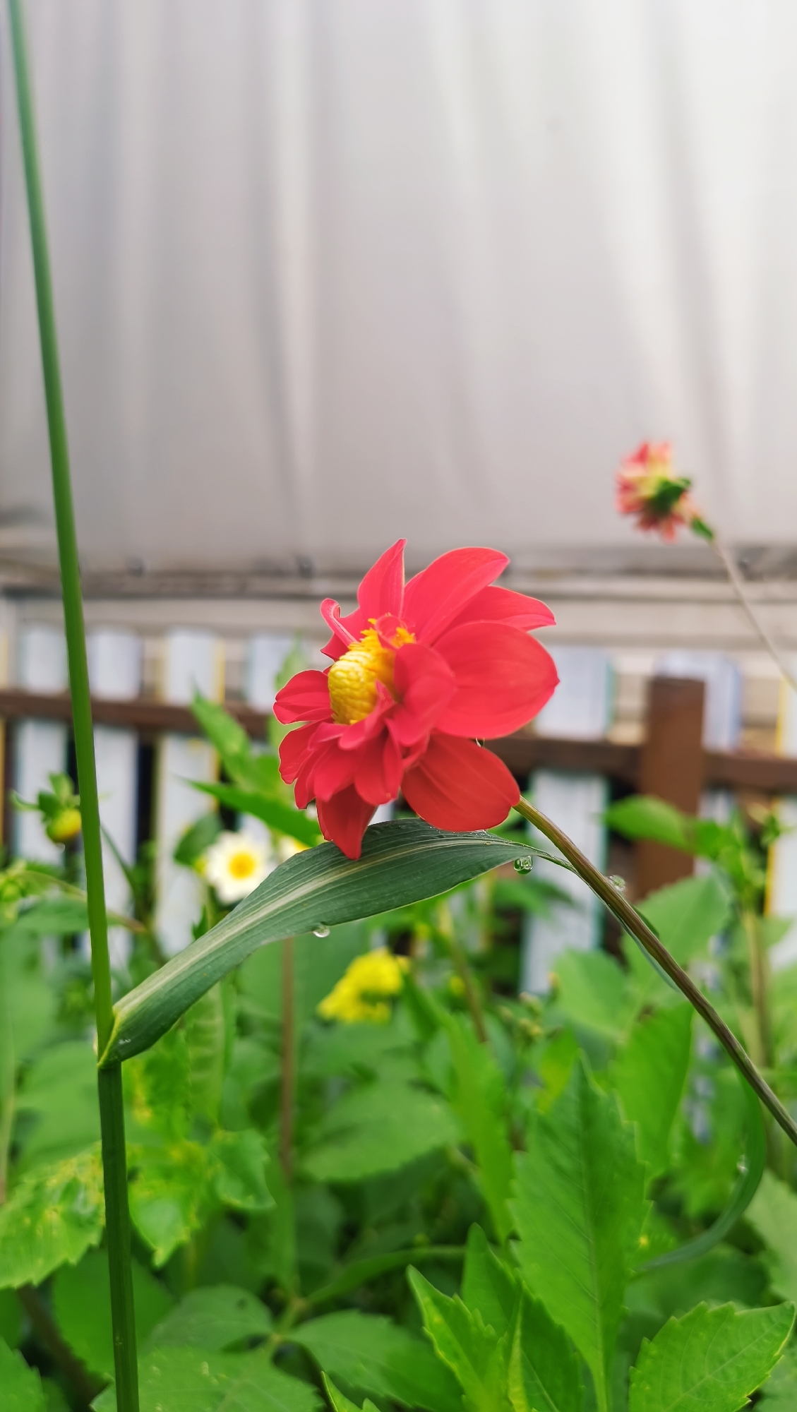 A close-up, eye-level shot captures a vibrant red dahlia flower in bloom, its yellow center peeking through layers of petals. The flower is positioned to the right of the frame, with a thin green stalk extending vertically along the left edge. A broad, striped green leaf with water droplets rests in front of the dahlia. In the background, out of focus, are other green foliage, a hint of white and yellow flowers, and a rustic wooden fence. The scene appears to be outdoors, possibly a garden, with a translucent white curtain or sheeting visible at the very top, suggesting it might be a greenhouse or covered area. No people are present. The location of Karsha, Russia is not discernible from the image itself.