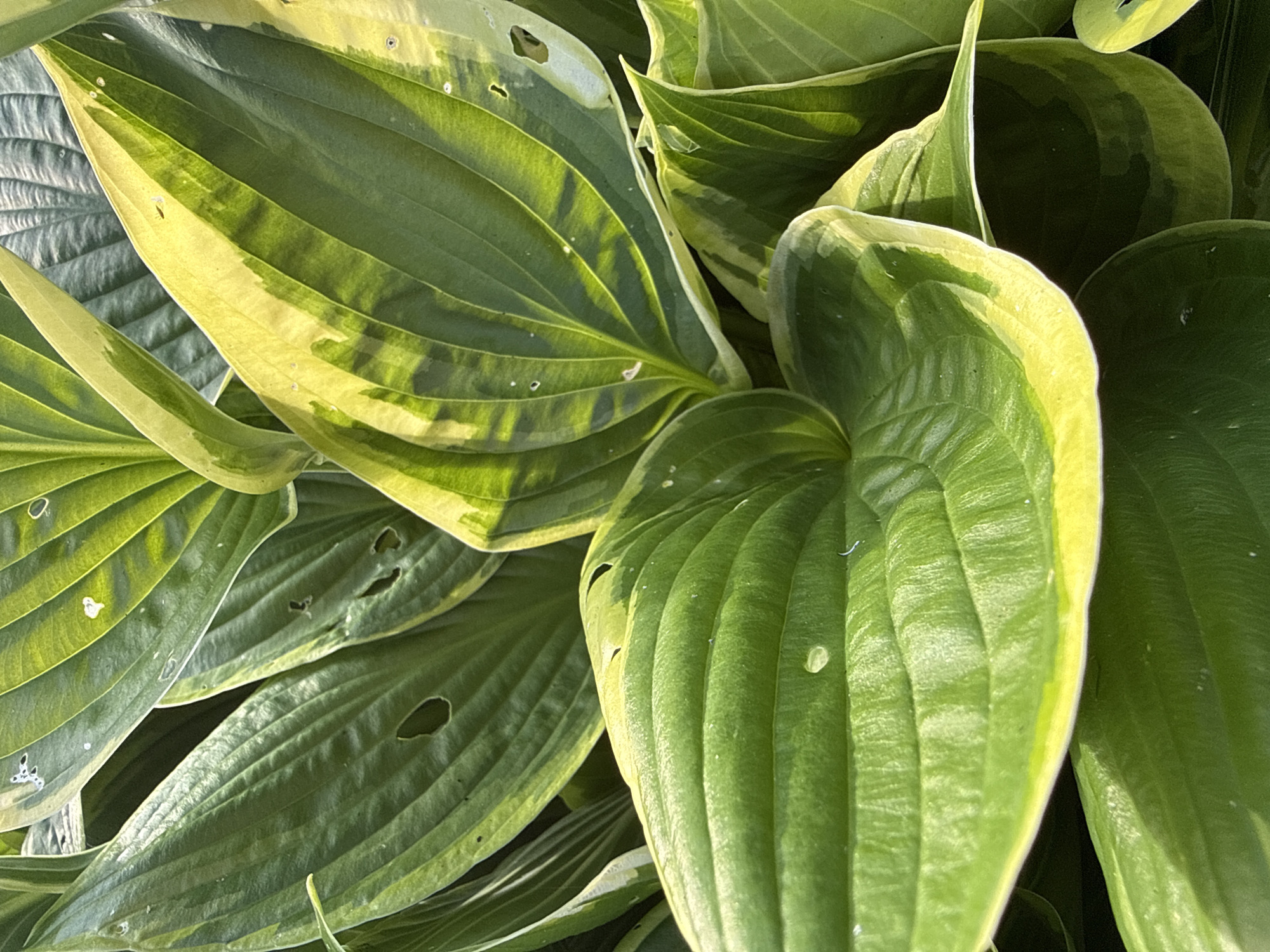 A close-up shot of hosta leaves in a garden. The leaves are predominantly green with yellow variegation along the edges and in stripes. Some leaves have small holes, possibly from insect damage. The lighting suggests it is daytime, casting shadows on the leaves. The location is Дзержинец-83 Снт, Russia.