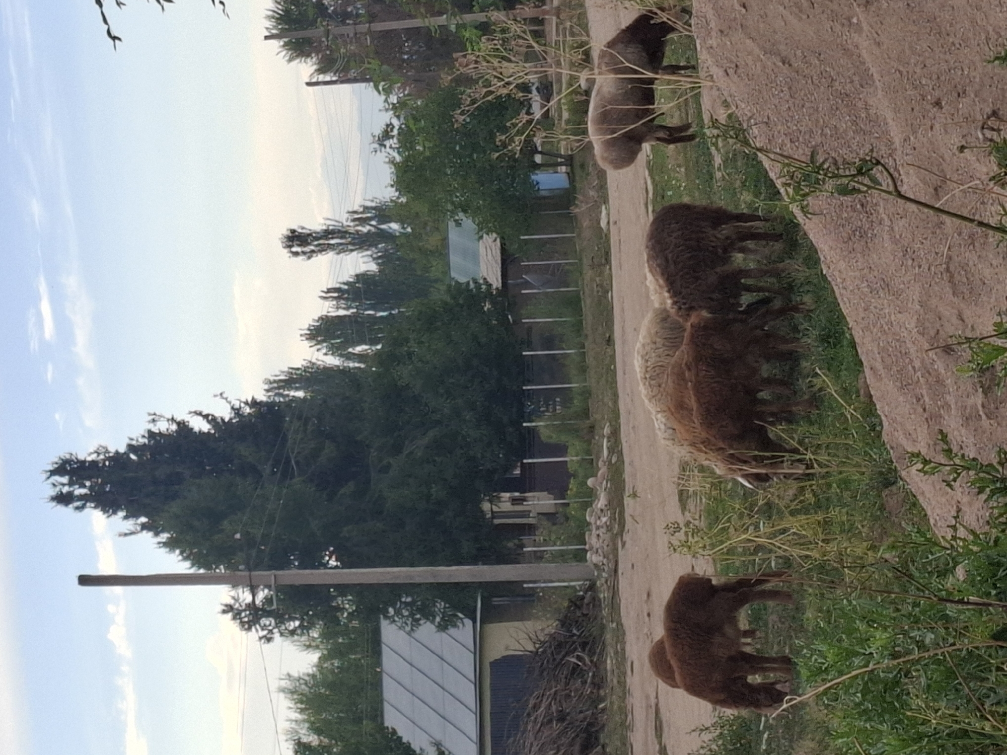 The image depicts a rural scene in Jeti-Ögüz, Kyrgyzstan, with a flock of sheep grazing in a grassy area near a dirt road. In the background, there are several buildings with metal roofs, trees, and utility poles. The sky is partly cloudy. The sheep are of various colors, including brown and white. One sheep in the foreground is a dark brown color. Another sheep, further back, is light brown. A white sheep is visible on the right side of the image. The environment appears to be somewhat undeveloped, with a mix of natural elements and man-made structures.