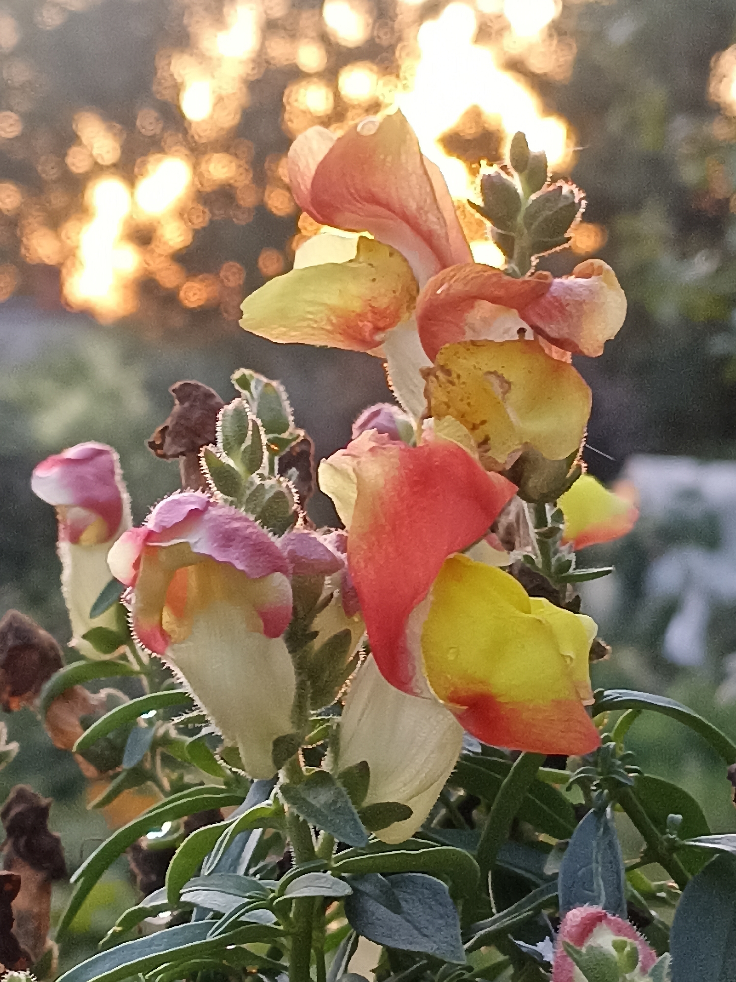 This is a close-up, vertical, eye-level shot of a cluster of snapdragon flowers in bloom, set against a bokeh background of warm, hazy sunlight. The flowers exhibit a gradient of colors, primarily yellow and pink, with some areas appearing to be tinged with red or orange. Some of the petals have small water droplets on them. The flowers are on a stem with green leaves and some developing seed pods or buds that are covered in fine hairs. The background is soft and out of focus, with large, circular highlights suggesting sunlight filtering through foliage or perhaps water. The overall impression is one of soft, natural lighting on a plant in a garden setting. There are no people, animals, or man-made structures clearly identifiable in the image. The image does not provide information about its location within Mochische, Russia.