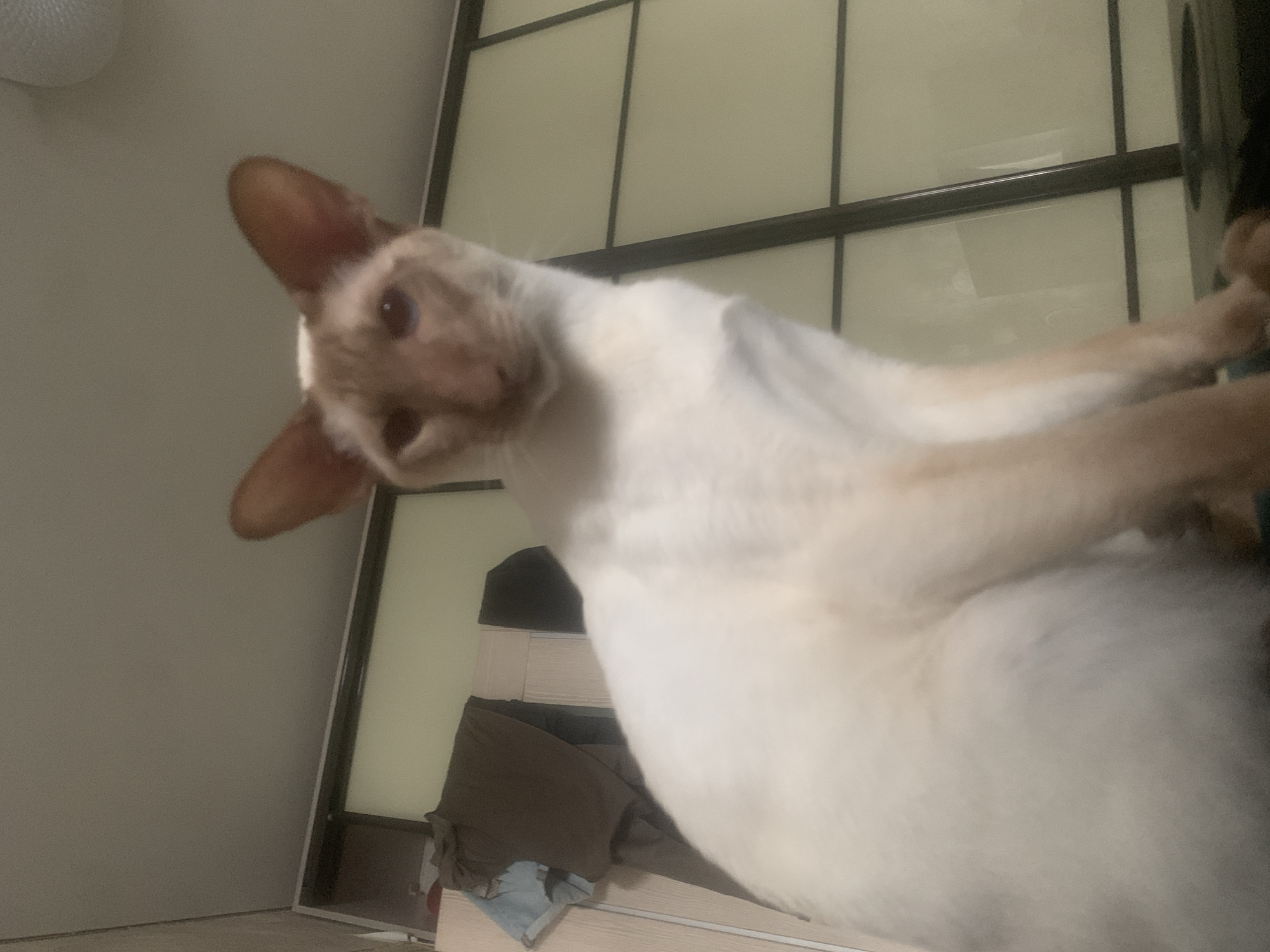 The image shows a Siamese cat sitting on a dark surface in what appears to be a domestic indoor setting. The cat has cream-colored fur with darker points on its face and ears, and blue eyes. It is looking directly at the camera. In the background, there is a closet with sliding doors and some folded clothing on a shelf. The ceiling is visible at the top of the frame. The image does not contain any elements that would indicate a specific location within the city of Kazan, Russia.