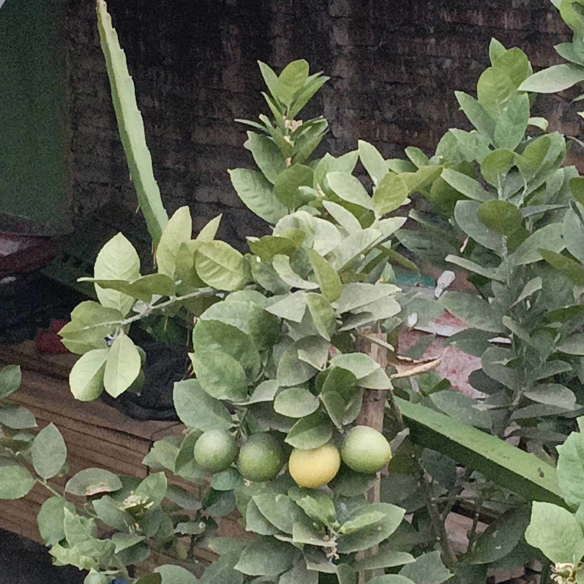 A close-up, slightly grainy, full-color, eye-level photograph shows a lemon tree with several lemons and abundant green leaves. The tree is positioned outdoors, with a textured, dark brown background that appears to be a wall or fence. To the left, a thin, vertical green object, possibly a dragon fruit cactus stem, runs from top to bottom. Several ripe lemons are visible, with one distinct yellow lemon surrounded by several green ones. The lighting suggests it is daytime, with some soft shadows. The scene appears to be in Salatiga, Indonesia, likely in a garden or yard setting.