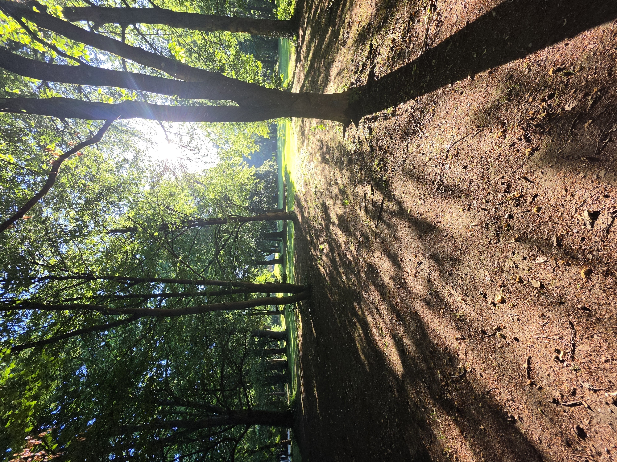 The image depicts a sun-dappled forest path within the Englischer Garten in Munich, Germany. Tall, mature trees with lush green foliage dominate the scene, casting long, striped shadows across the earthy ground. The sun shines brightly through the canopy, creating lens flares and illuminating patches of grass in the distance. The forest floor is covered with brown pine needles and fallen leaves, with a few small, round objects, possibly acorns or nuts, scattered throughout. The overall atmosphere is tranquil and natural, suggesting a peaceful, sunny day in a well-maintained park. There are no people visible in the image.
