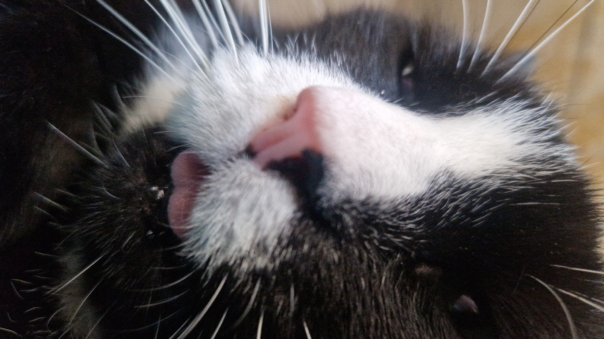 A close-up, slightly angled, full-frame, eye-level shot captures the face of a black and white cat. The cat's nose is pink and moist, with a dark patch at the bridge. Its mouth is slightly open, revealing pinkish gums and possibly a bit of tongue. The cat has prominent white whiskers fanned out on both sides of its face. The fur is predominantly black with a large white patch running from its forehead down to its nose and around its mouth. The background is out of focus and appears to be a textured, light-brown surface. The lighting highlights the textures of the fur and the wetness of the nose. No specific location in Riga, Latvia, can be identified from the image.
