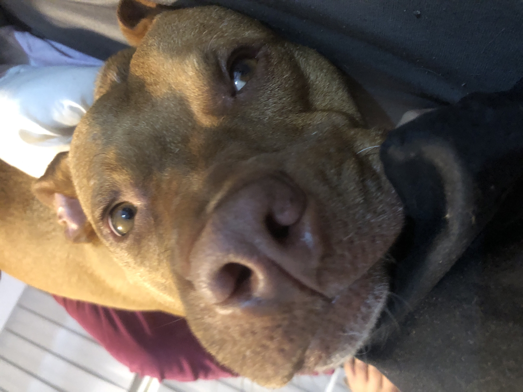 A close-up, slightly angled downward shot of a brown dog with a large nose. The dog's head is tilted, and its eyes are visible. The background includes a white pillow and a dark-colored garment. A glimpse of a foot is visible in the lower right corner. The location is not discernible from the image.