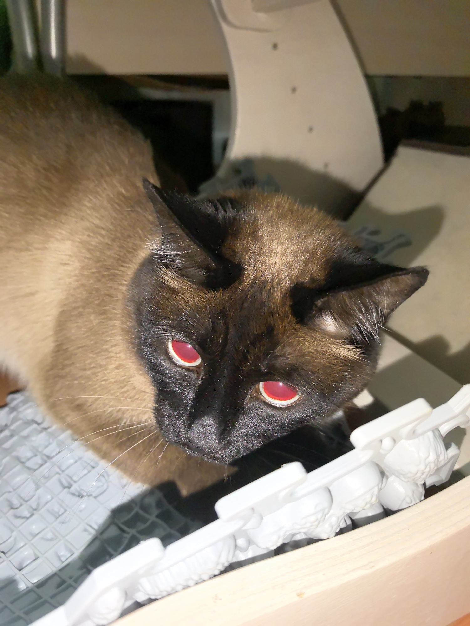 A Siamese cat with brown and black fur and red eyes is looking down at a white plastic object. The cat is partially sitting on a gray, textured surface. The background is out of focus and shows a beige wall and an indistinct object. There is no verifiable information to identify the location as Фролы, Russia.
