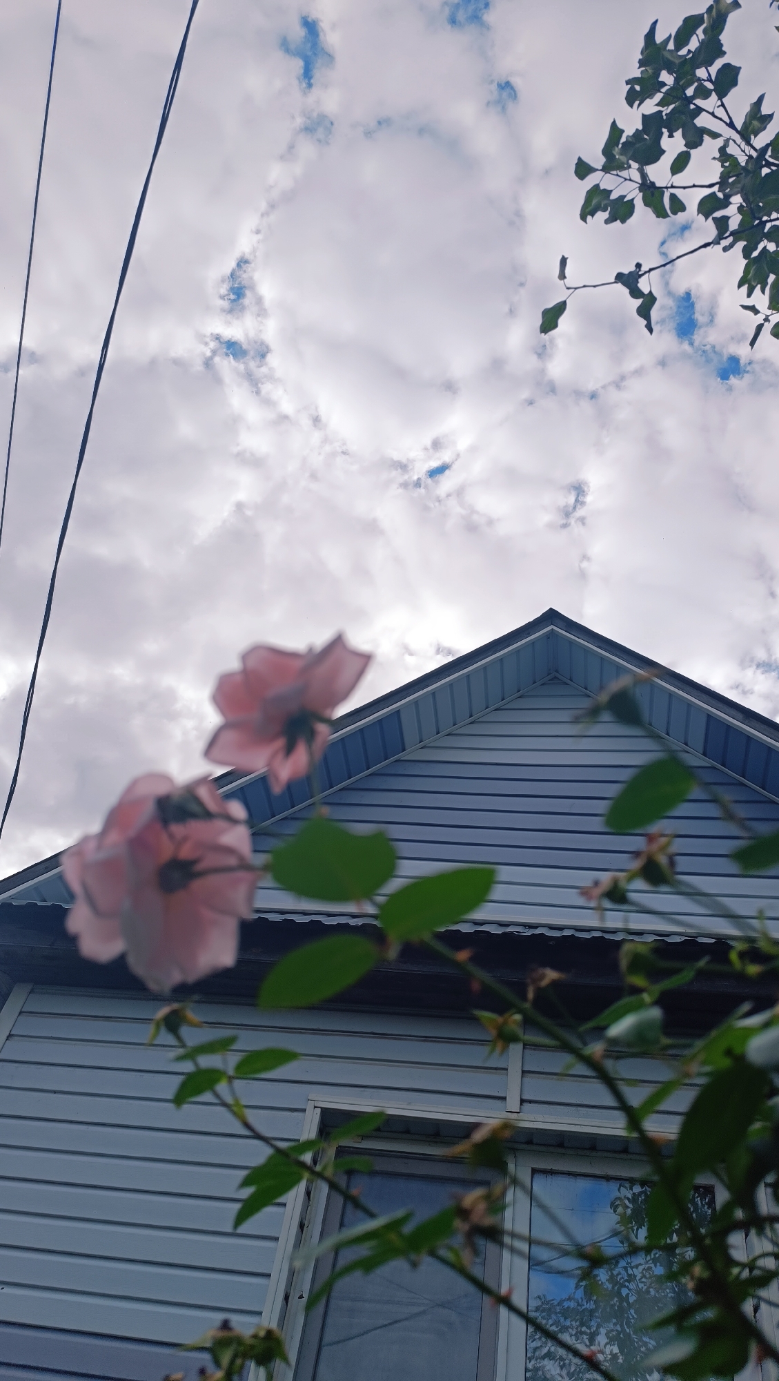 The image shows the exterior of a light blue, horizontal-sided house with a gray, peaked roof. In the foreground, out of focus, are two light pink roses on a branch with green leaves. Above the house, the sky is filled with white and gray clouds, with patches of blue visible. Two dark wires run vertically on the left side of the image, and a tree branch with green leaves is visible in the upper right corner. The scene appears to be outdoors, possibly in a residential area. There is no information to suggest this location is in Karsha, Russia.