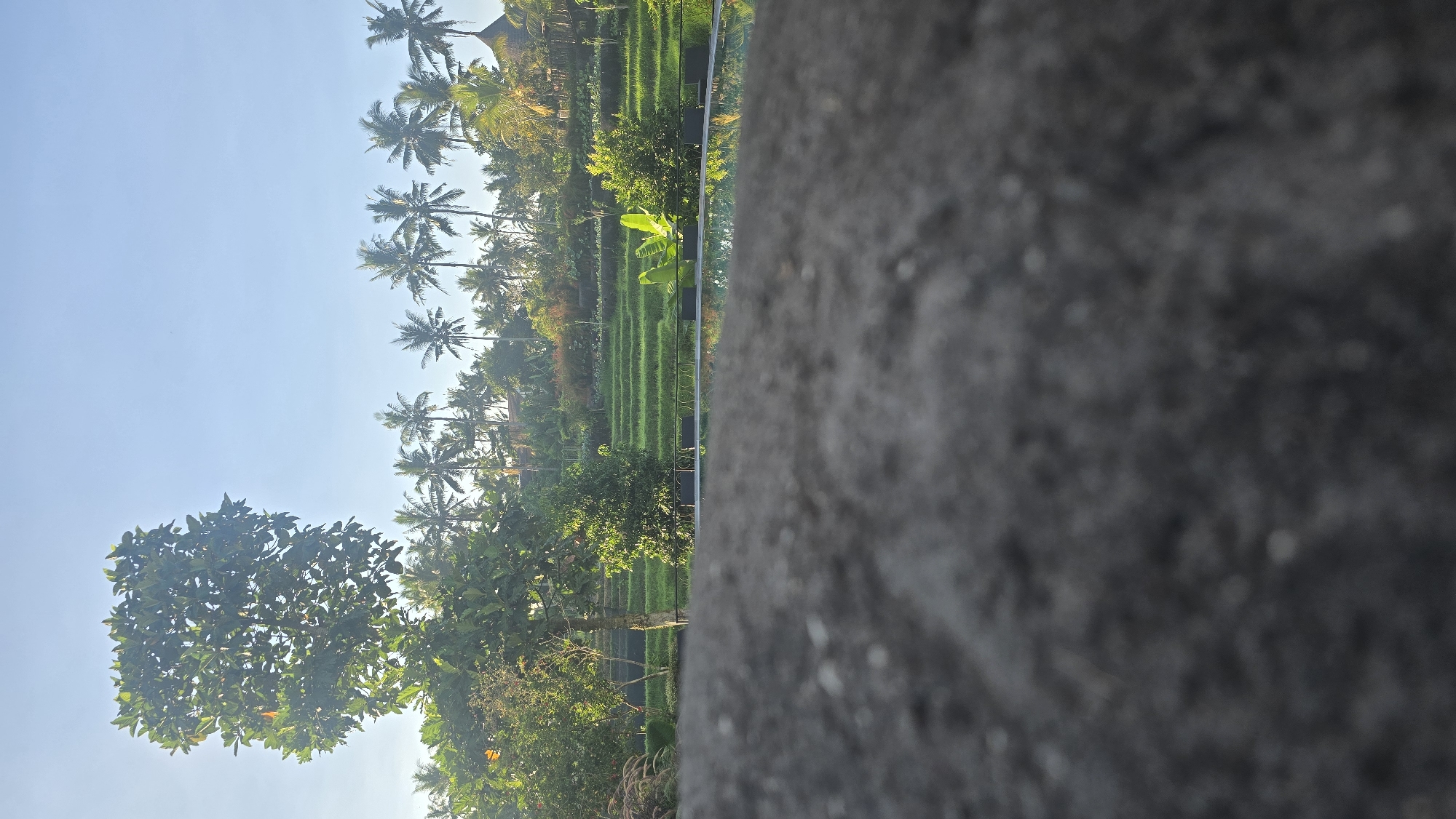 The image shows a view from what appears to be a building edge, possibly a balcony or roof, overlooking a rice field landscape in the Ubud District, Indonesia.
In the foreground, a textured gray concrete surface dominates the right side of the frame. To the left of this concrete structure, a vibrant green rice field unfolds, characterized by neat terraced rows. Scattered among the rice paddies are various trees and shrubs, including palm trees which are taller and stretch into the light blue sky. A few structures that look like houses are situated near the rice terraces. The overall environment is lush and tropical, indicative of the region's climate and vegetation. No people are visible in the image.