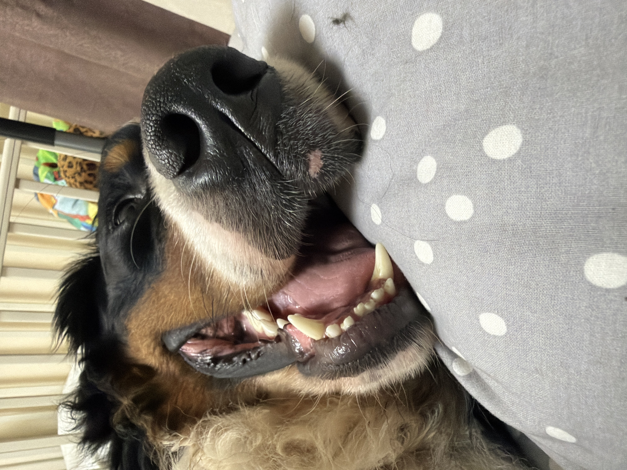 A close-up, low-angle, Dutch-angle shot focuses on the mouth and nose of a Bernese Mountain Dog. The dog's black nose, with visible nostrils, is prominent. Its mouth is open, revealing its teeth and pink gums. The dog's fur is visible around its muzzle, a mix of black, tan, and white. The dog is resting its head on a light grey pillow with white polka dots. The pillow is slightly creased, indicating it's being used for comfort. In the background, there are out-of-focus elements: a brown curtain and a white tiered shelf with some colorful objects. A small insect is visible on the pillow near the dog's nose. The lighting suggests it's likely daytime indoors. The overall impression is that of a dog relaxing or perhaps just waking up. The scene is casual and domestic. No text is visible in the image.