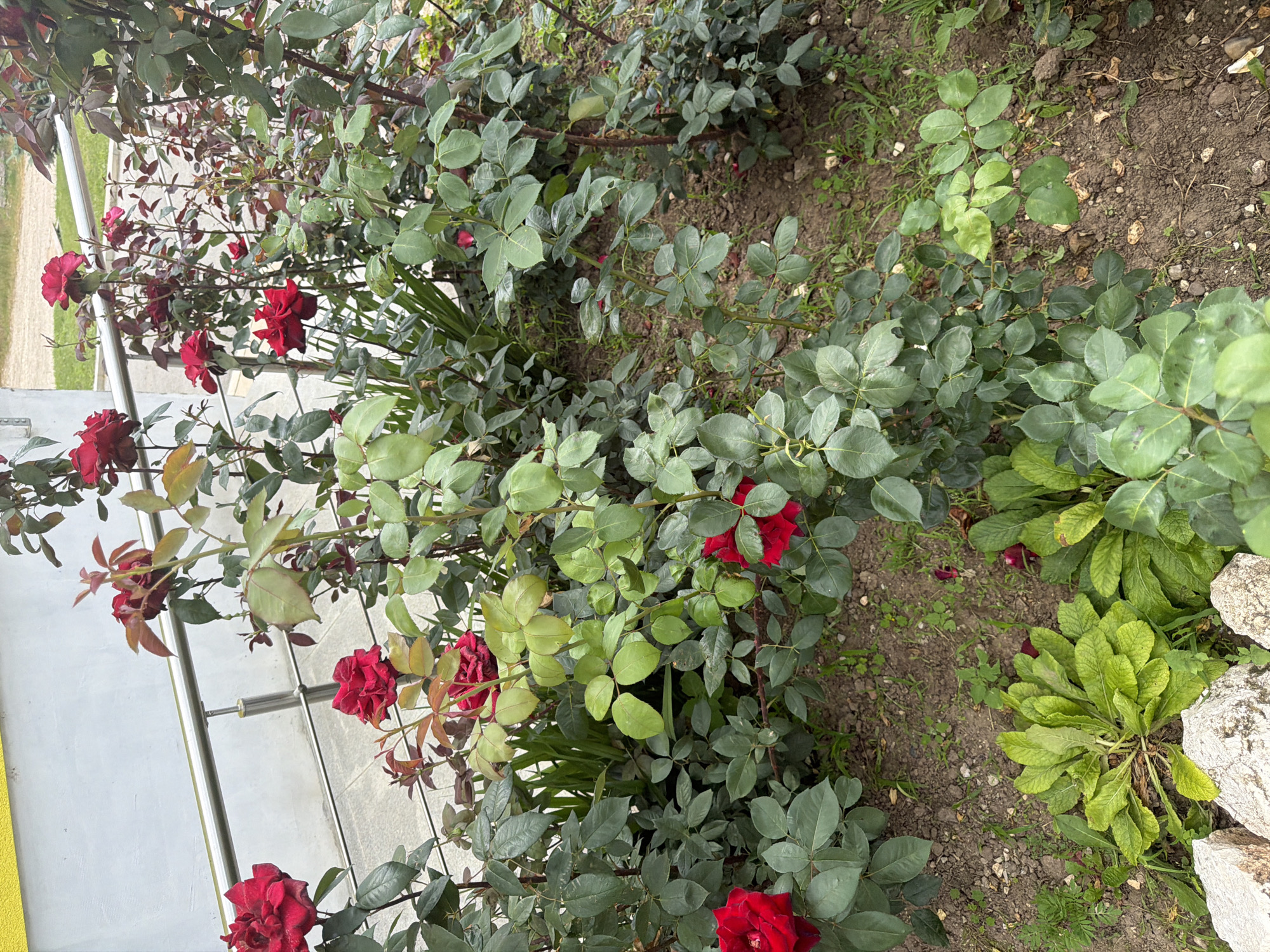 In Chervena Voda, Bulgaria, a cluster of red roses blooms in a garden. The roses are a vibrant crimson, with some petals showing slight wilting, suggesting they are past their peak. Lush green foliage surrounds the flowers, with some leaves exhibiting signs of minor damage or discoloration. The garden bed appears to be covered in dark soil and scattered with small stones and dried leaves. In the background, a light-colored building with a yellow stripe runs along the top is visible, along with a metal railing. The scene is likely outdoors, possibly in a residential area or public space.