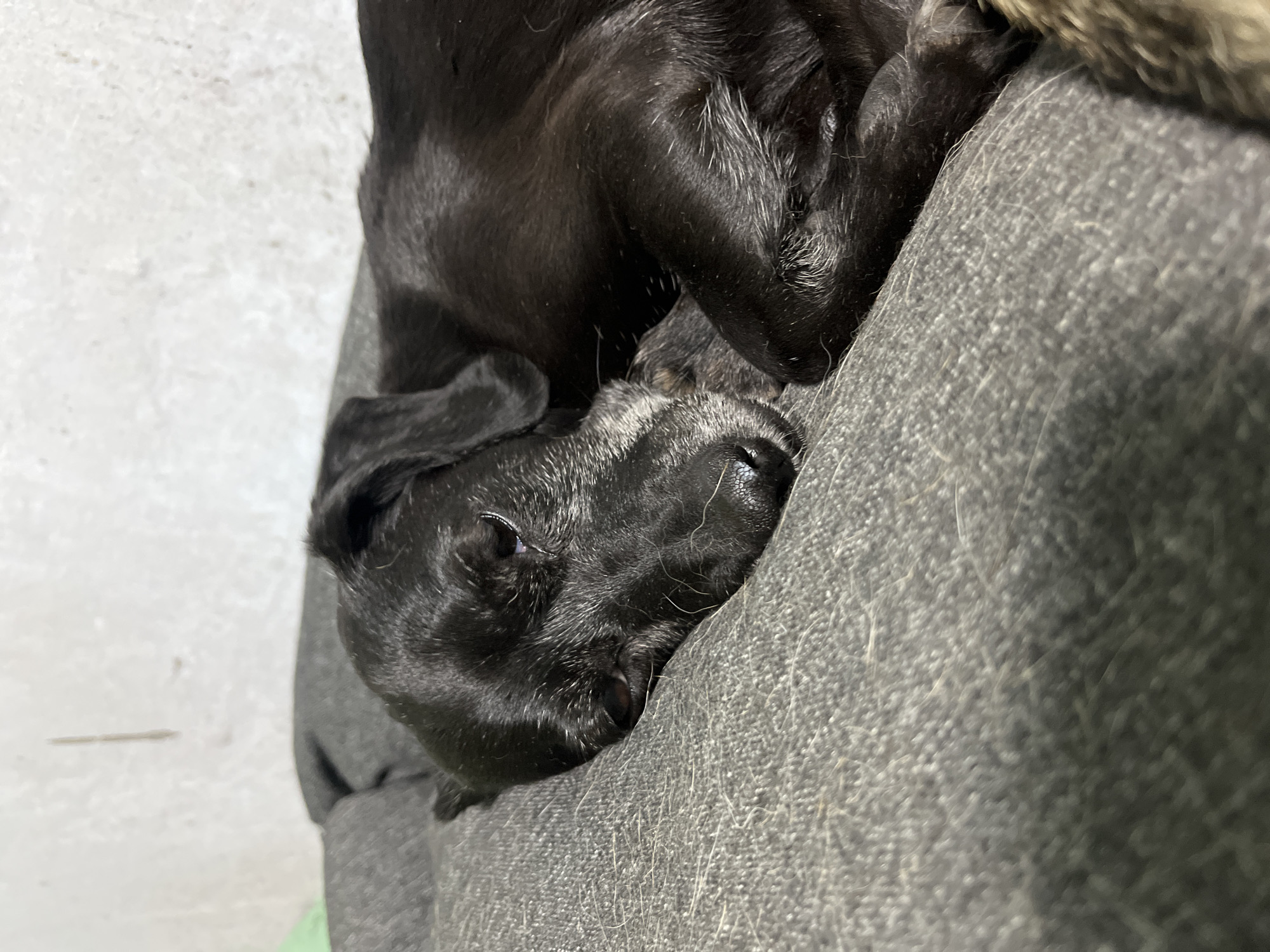 A black dog is sleeping on a gray bed. The dog is lying on its side with its head resting on its paws. Its eyes are closed and its fur is slightly graying around its muzzle, suggesting it is an older dog. The bed appears to be made of a fabric material with a textured surface, possibly denim or canvas. The background is a plain, light-colored wall with some faint marks on it, and a small sliver of green is visible in the upper left corner, suggesting an indoor setting, possibly a home. There are no people visible in the image. The scene is well-lit, with natural light illuminating the dog and its surroundings.
Based on the provided information, this image does not contain any visual elements that would allow for the determination of its location within the city of Nizhny Tagil, Russia. The scene depicts a common domestic setting and lacks any specific landmarks or cultural indicators to suggest a particular geographic location.