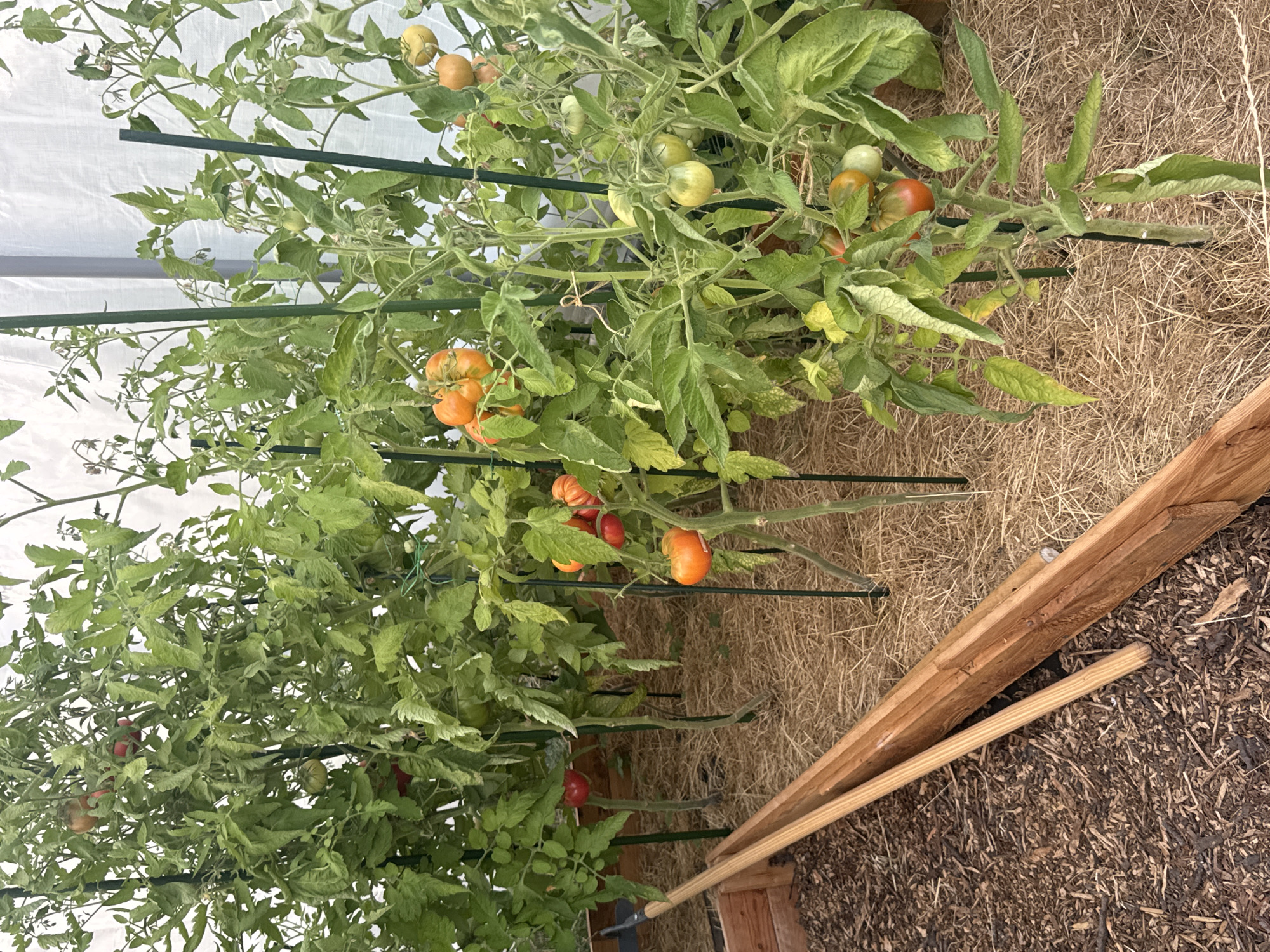 In a greenhouse, tomato plants are supported by green stakes. The plants have green leaves and are bearing tomatoes in various stages of ripeness, from green to orange and red. The ground is covered with straw and wood chips. A wooden planter box is visible along the left side of the frame, with two wooden poles leaning against it. The greenhouse appears to be located in the city of Duren, Germany.