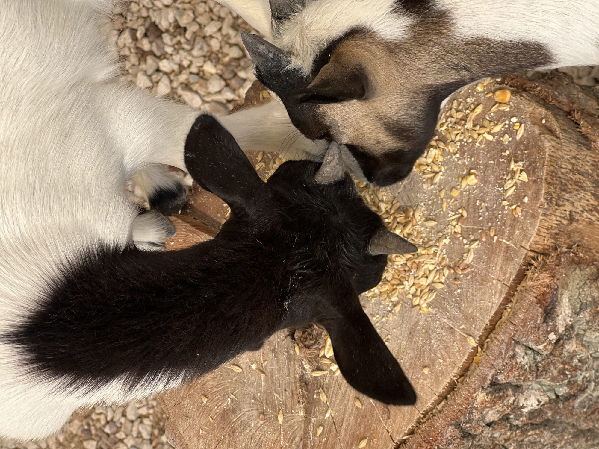Two young goats, one black and one tan and white, are positioned over a rough-hewn wooden surface, likely a tree stump, speckled with scattered grains of feed. The black goat's head is lowered, its muzzle close to the ground, while the tan and white goat's head is similarly angled, with both animals appearing to eat from the scattered feed. The background consists of small, light-colored stones and the fuzzy white and tan fur of other goats not fully in frame. The lighting suggests an outdoor setting during daytime. There are no people or any identifiable landmarks of Antalya, Turkey visible in the image.