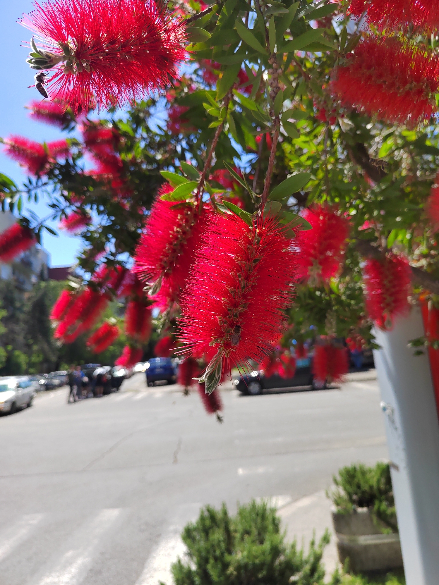The image shows a red bottlebrush tree in bloom, with a city street scene in the background. Several cylindrical red flowers hang from the tree. Leaves are green and oval. In the background is a street with cars, a crosswalk, and people walking near parked cars. The location is likely in Podgorica, Montenegro, as specified. There is also a concrete planter with green bushes visible at the bottom. A light pole or structural support is visible on the right side of the image.