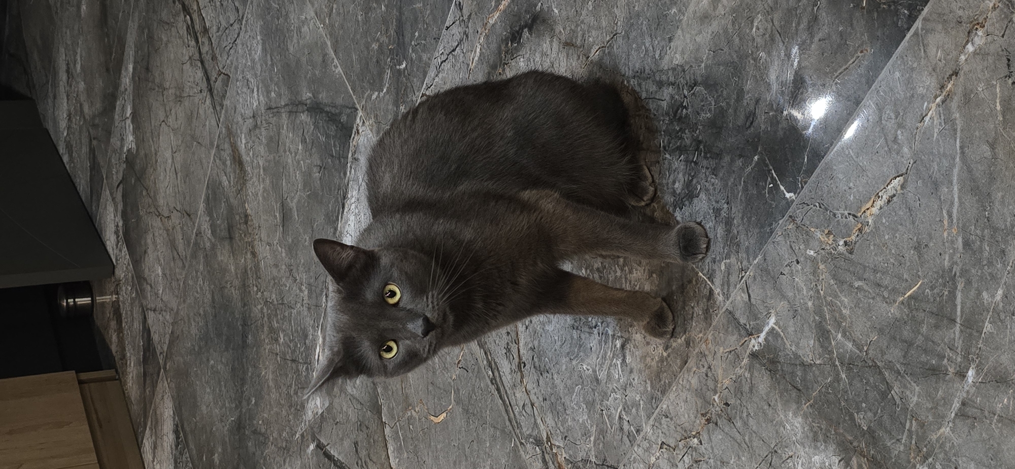 A domestic shorthair cat, primarily grey in coloration with yellow eyes, is seated on a dark grey, marble-patterned floor. The cat is facing the viewer, with its ears pointed upwards. The background shows a hint of cabinetry on the left and a dark, angular object on the right, partially obscuring the upper portion of the scene. The floor tiles are large and exhibit prominent veining, with some areas appearing slightly reflective. The image was captured indoors, suggesting a residential or commercial interior space. There is no indication of the location within the city of Vratsa, Bulgaria.