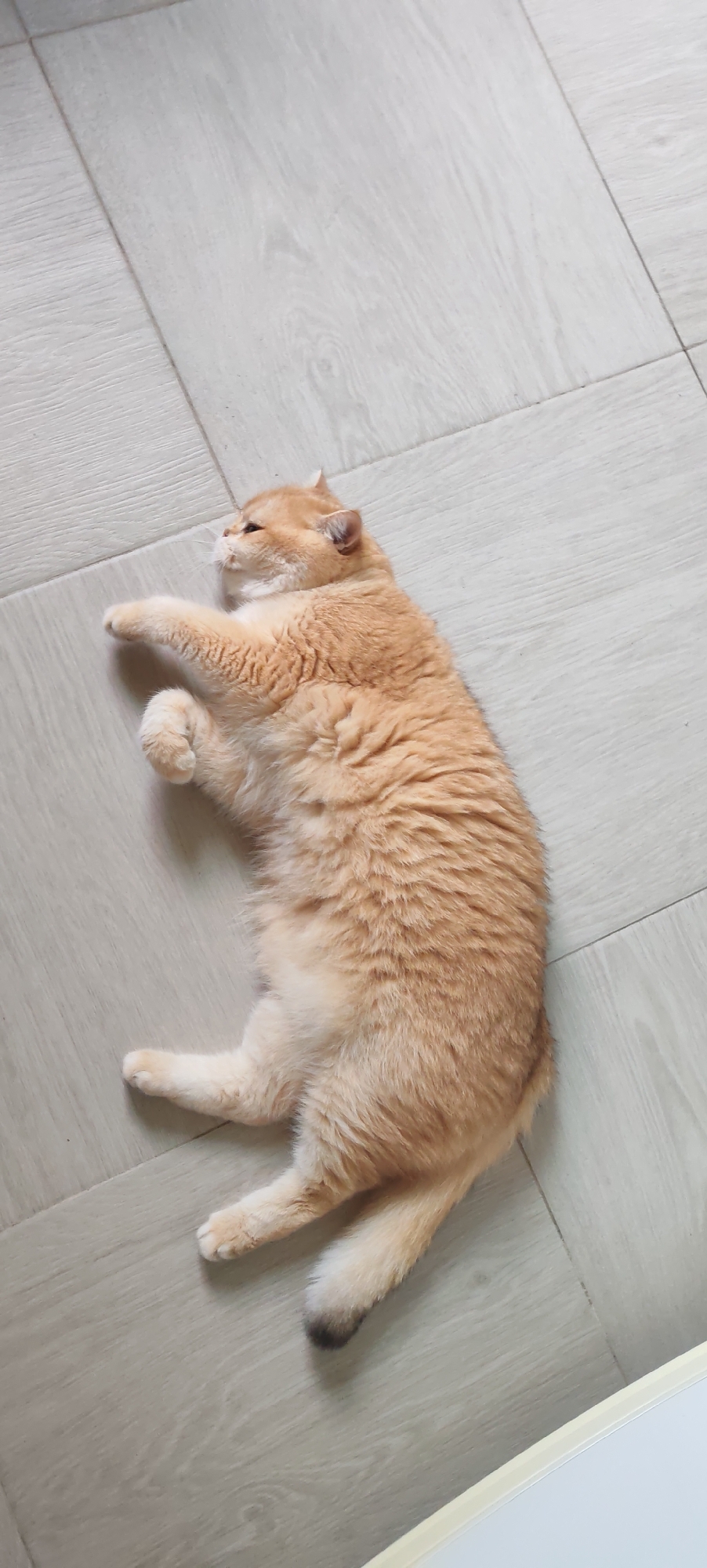 A light orange cat is lying on its side on a light-colored, wood-grained floor. The cat is positioned diagonally, with its head towards the top left of the frame and its tail towards the bottom right. Its eyes are closed, and its paws are tucked in. The floor appears to be made of laminate or wood planks, with visible seams between them. The lighting is neutral and even, suggesting an indoor environment. There are no other subjects or objects visible in the frame, and no information is available regarding the location of Kaluga, Russia, or any other contextual details.