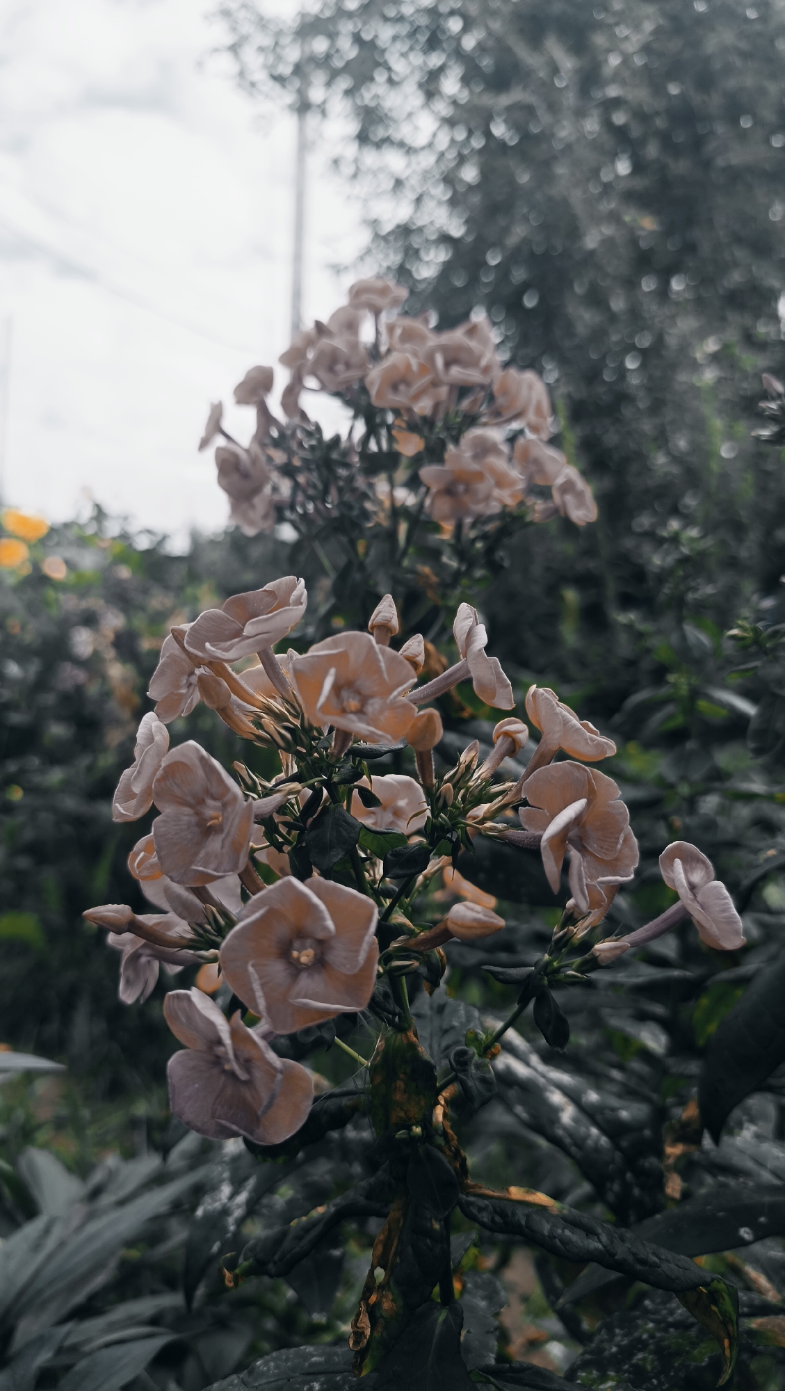 The image shows a cluster of light-colored flowers in the foreground. The flowers have delicate petals and are arranged in a bouquet-like formation. The background is out of focus and consists of dark green foliage and a pale sky. The overall mood is muted and somewhat somber due to the color palette and the overcast sky. There are no people or animals visible in the image. The image is a close-up shot of the flowers, emphasizing their texture and form. There is no indication of the location being Karsha, Russia.