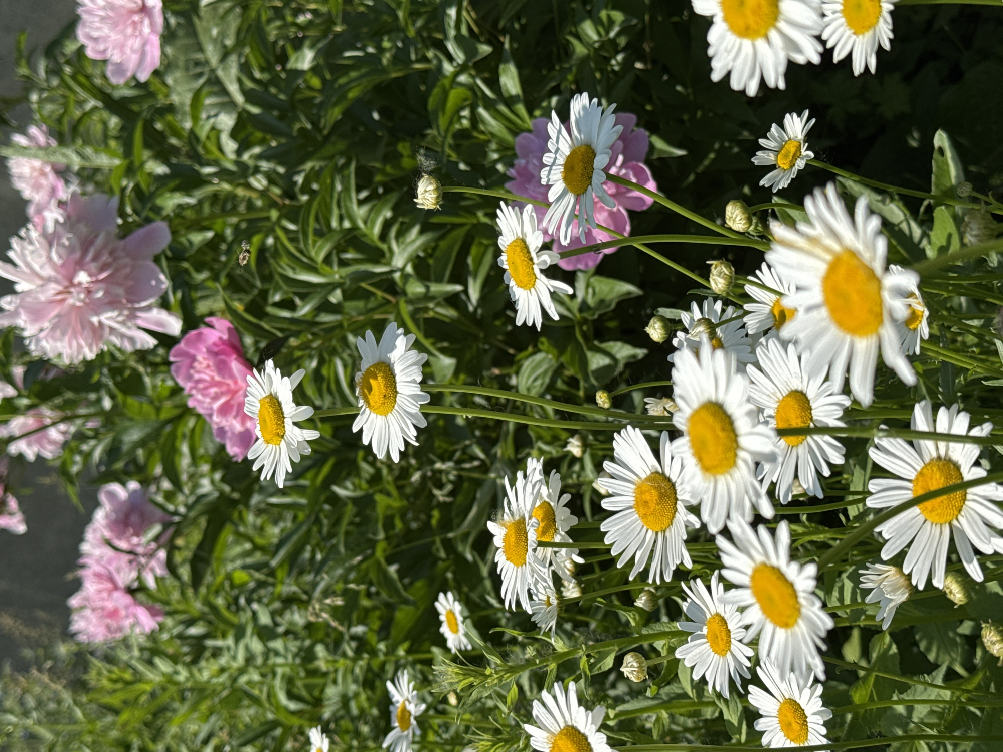 This is a close-up photograph of a flower bed featuring a variety of flowers, predominantly daisies and pink peonies, in full bloom. The daisies are white with yellow centers, and their petals are fanned out. The pink peonies are larger and have multiple layers of petals. The background is filled with lush green foliage, suggesting a natural setting. The lighting indicates it is daytime, with sunlight illuminating the flowers. This scene is from a garden in Novosibirsk, Russia.