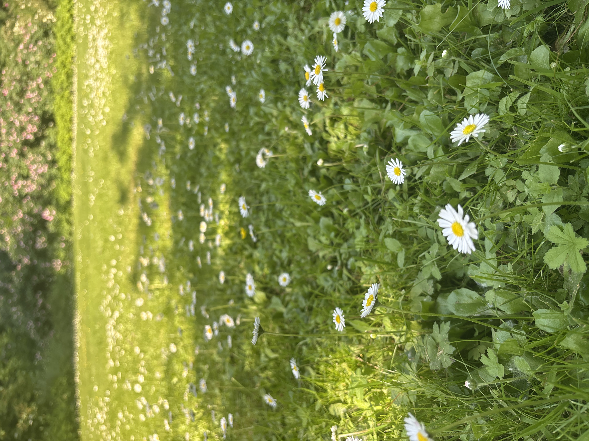 The image depicts a sun-dappled lawn covered in numerous small white daisies with yellow centers. The grass is lush and green, with some larger, darker green leaves interspersed among the daisies. In the background, out of focus, is a patch of vibrant green grass, followed by an area of blurred pink flowers and green foliage. The lighting suggests a sunny day, with shadows cast by unseen objects. No people or animals are visible in the image. The scene appears to be a natural or park-like setting, likely a meadow or garden. Given the information provided, it's impossible to determine if this specific location is within Moscow, Russia.